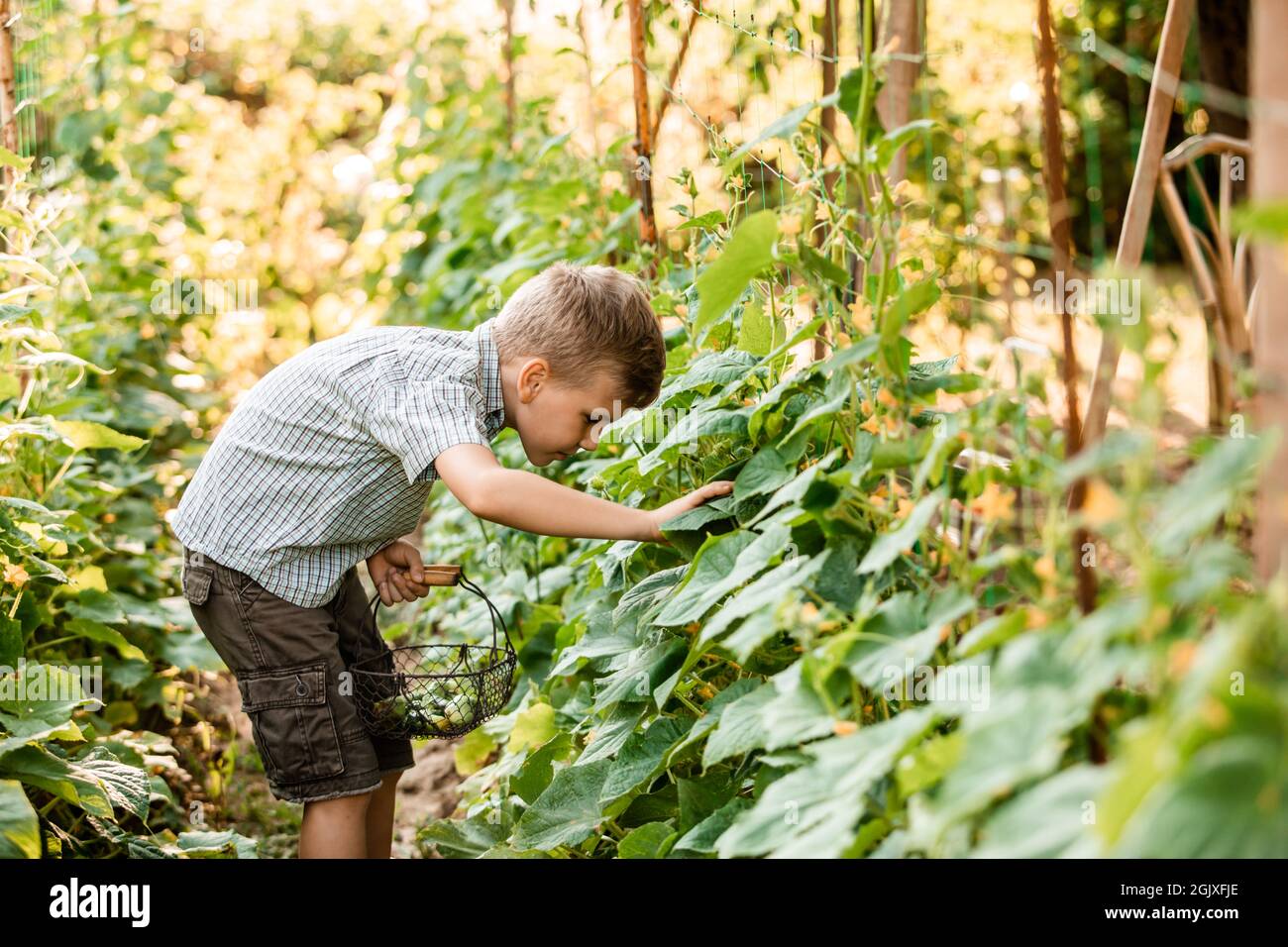 Der kleine Junge sammelt sorgfältig Gurken im Gartenbett Stockfoto