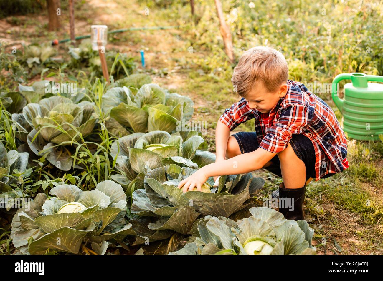 Der Vorschulkinder sammelt mit Ekel Kohl im Gartenbeet Stockfoto