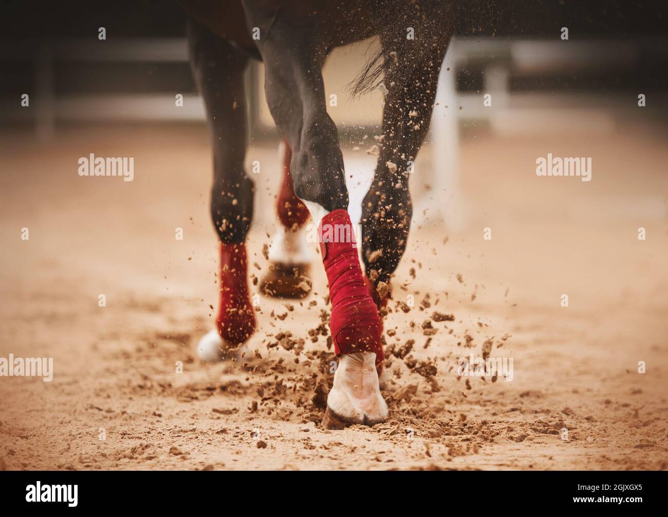 Eine Rückansicht eines schwarzen Pferdes mit roten Bandagen an den Beinen, das um die Arena galoppiert, mit seinen Hufen auf den Sand tritt und Staub aufwirbelt. Stockfoto