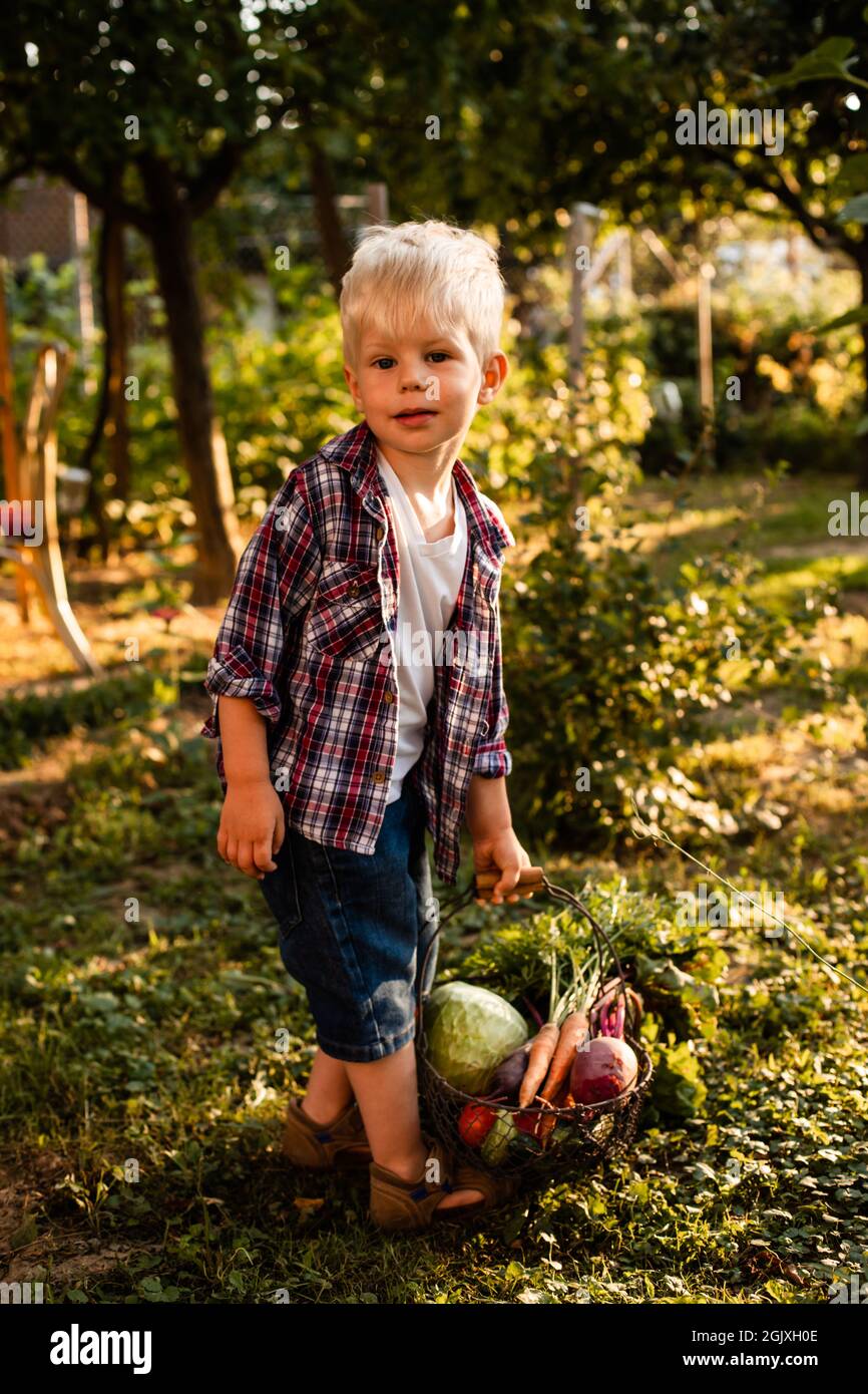 Das kleine blonde Kind sammelt frisches Gemüse in einem Korb. Das Kind hält eine Gurke in der Hand und schaut auf den Korb Stockfoto