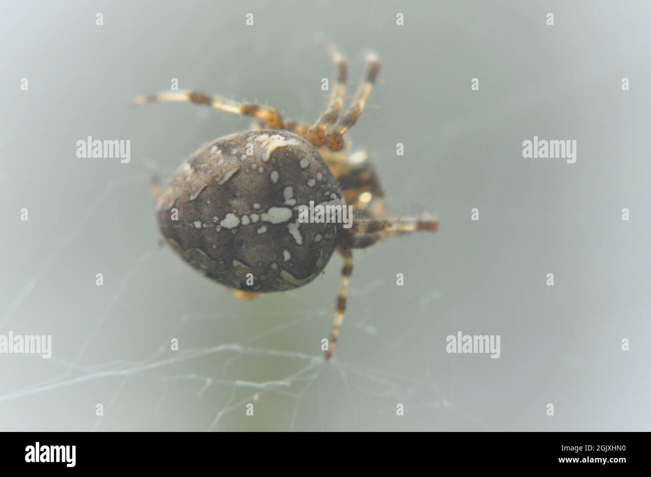 Gartenspinne - Araneus diadematus in seinem Netz. Die Markierungen auf seinem Körper sind deutlich zu sehen Stockfoto