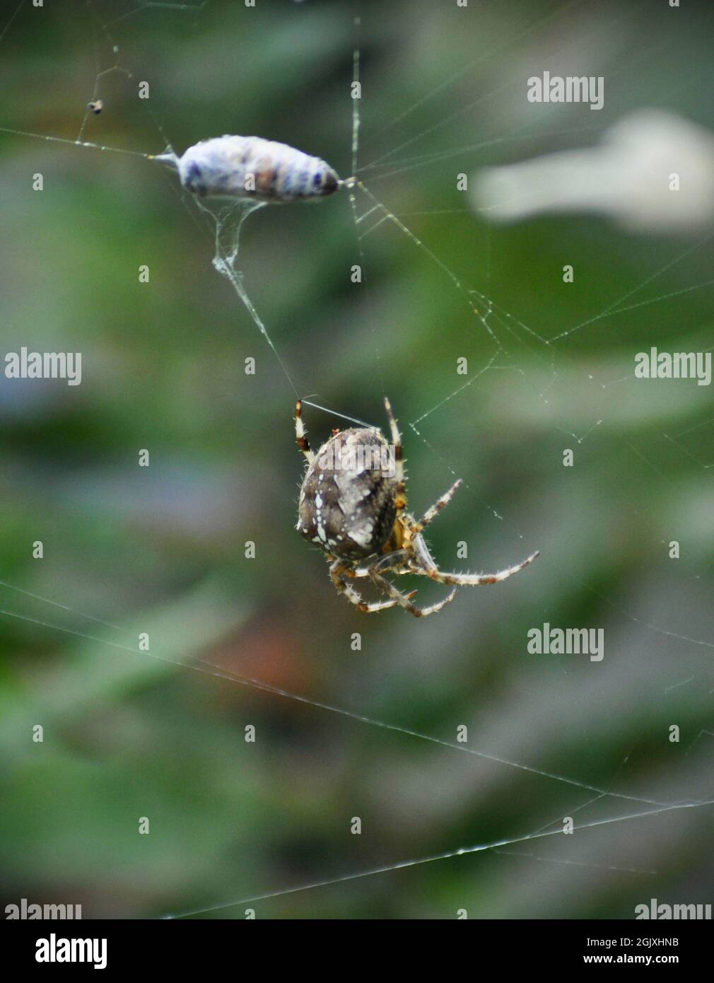 Gartenspinne - Araneus diadematus mit Hoverfly Beute in Seide an der Spitze des Netzes gewickelt. Die Markierungen der Spinne sind deutlich zu sehen Stockfoto