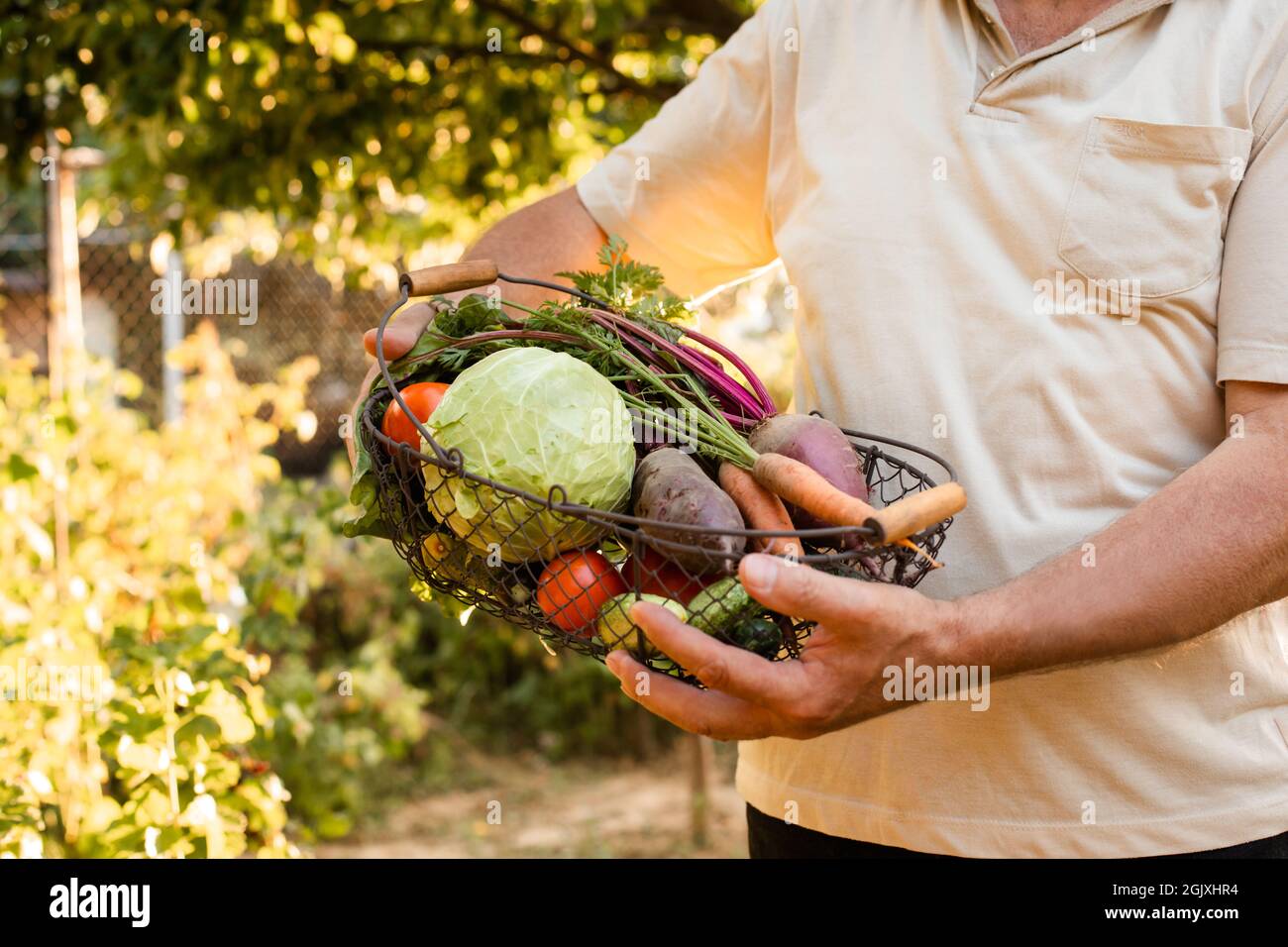 Ein älterer Mann hält in den Händen einen Korb mit frischem Gemüse. Er steht auf dem Hintergrund des Gartens Stockfoto