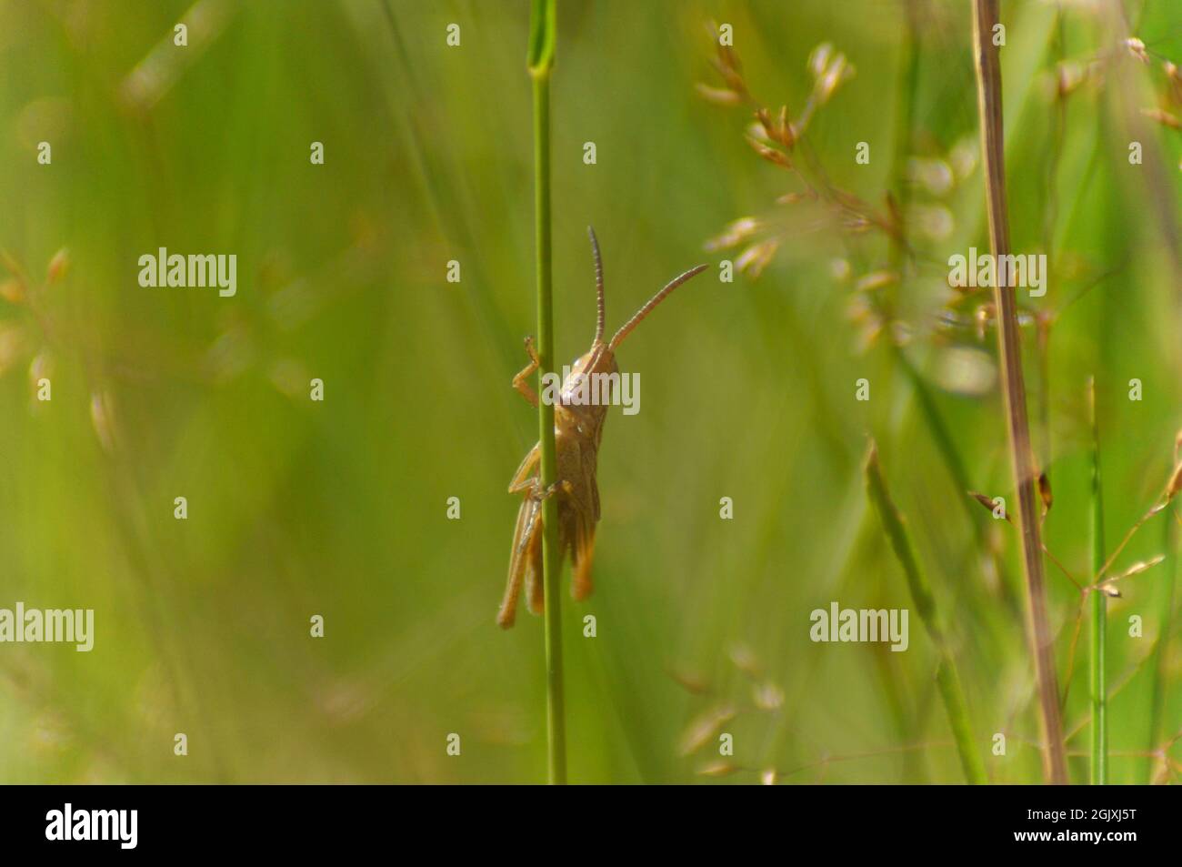Wiesengrasschrecke Chorthippus parallelus, der sich auf einer Wiese an einem Grashalm festklammert, Juli Stockfoto
