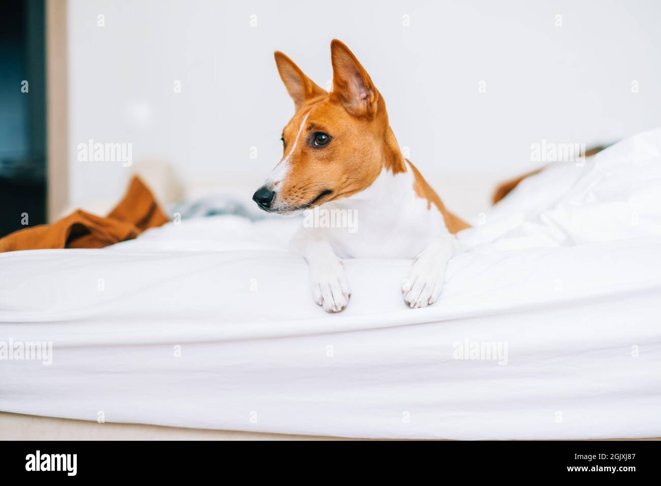 Niedlicher basenji-Hund, der zu Hause auf einem Bett im hellen Wohnzimmer liegt. Stockfoto