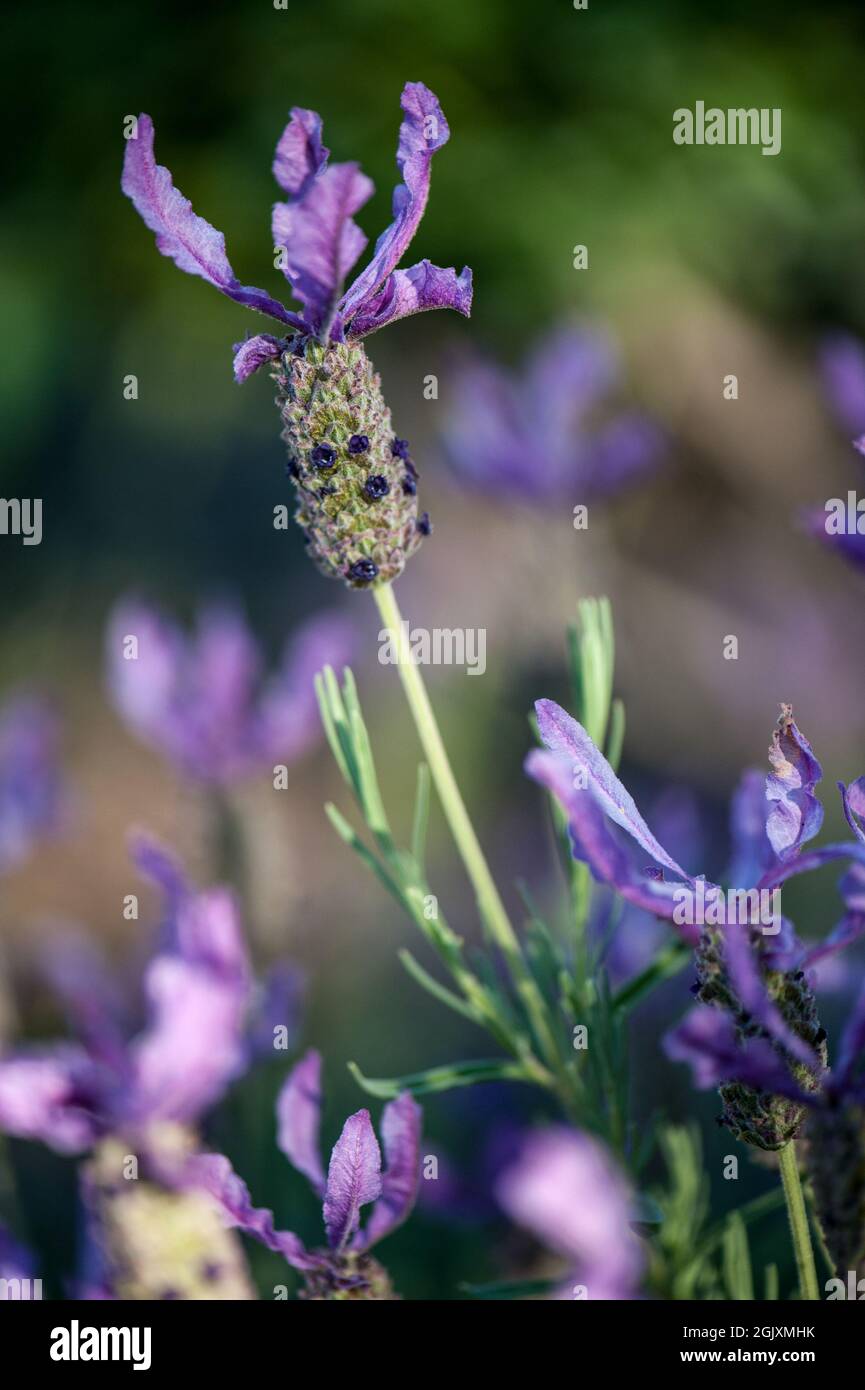 „Lavandula stoechas“, der spanische Lavendel oder Lavendel mit Spitze (USA) oder Lavendel mit Spitze (Großbritannien), wächst in einem Garten in den Adelaide Hills, Australien Stockfoto