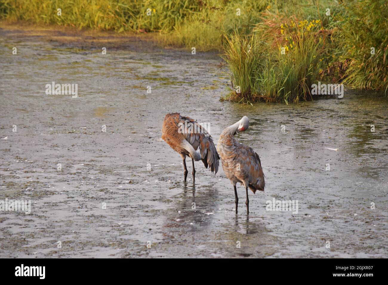 Sandhill Kräne im Wasser Stockfoto