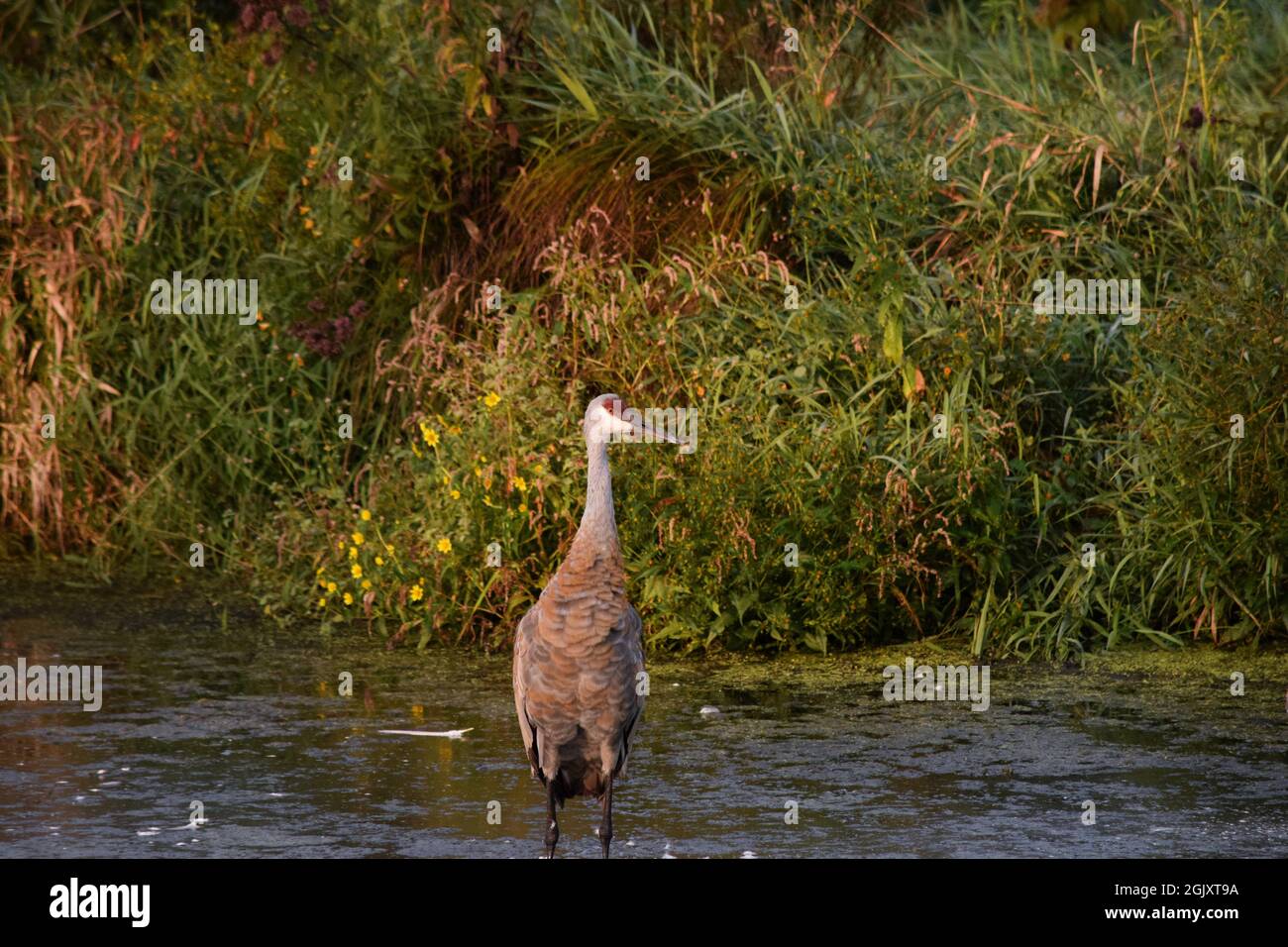 Sandhill Kräne im Wasser Stockfoto