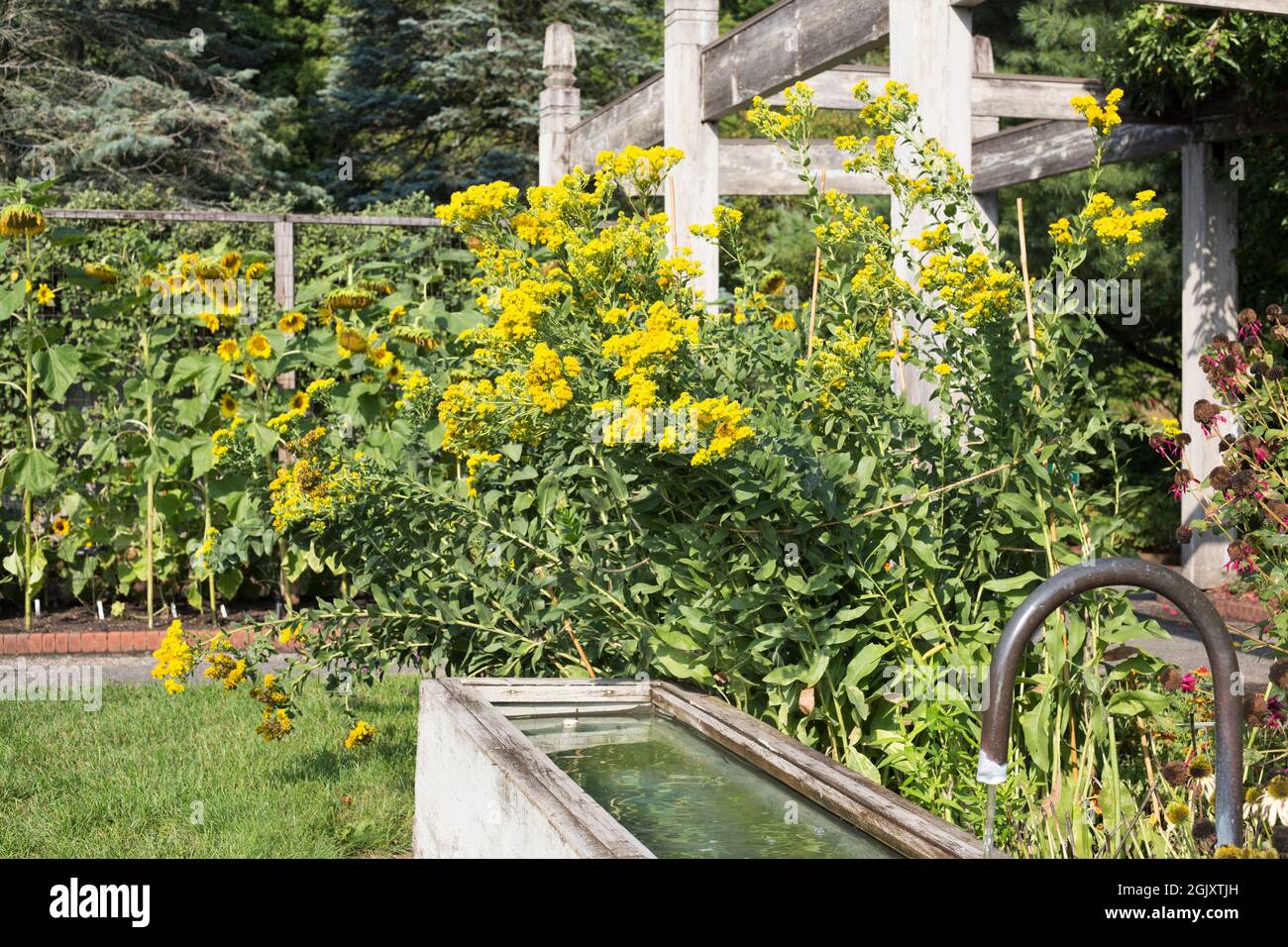 Ein Wassertrog und Wasserhahn in einem Garten mit Sonnenblumen und steifen  Goldrutenblüten Stockfotografie - Alamy