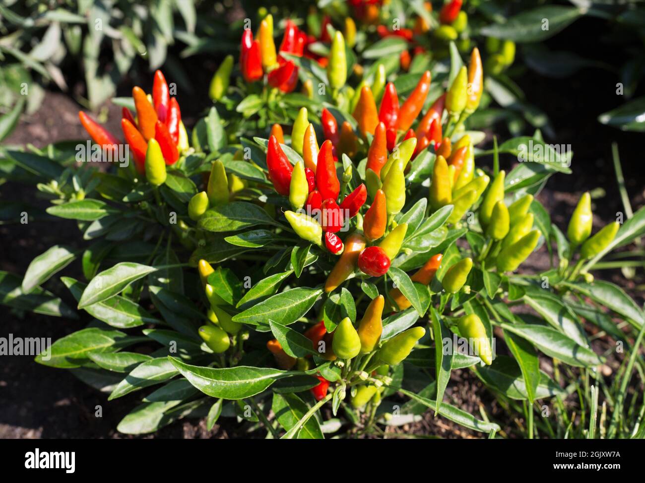 Capsicum annuum „Candlelight“-Paprika, die in einem Garten wächst. Stockfoto
