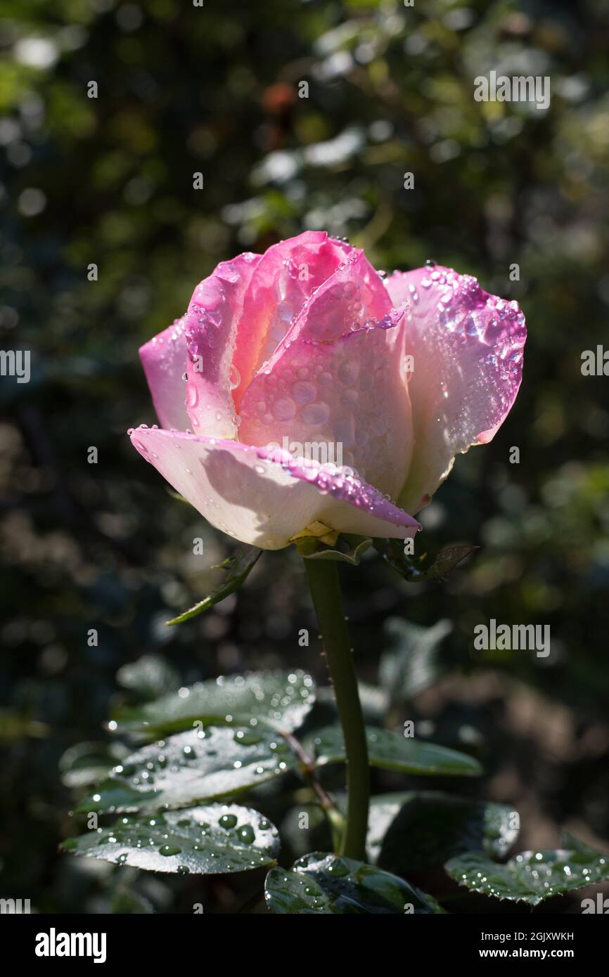 Rosa 'Jacient' Turnier der Rosen Grandiflora Rose. Stockfoto