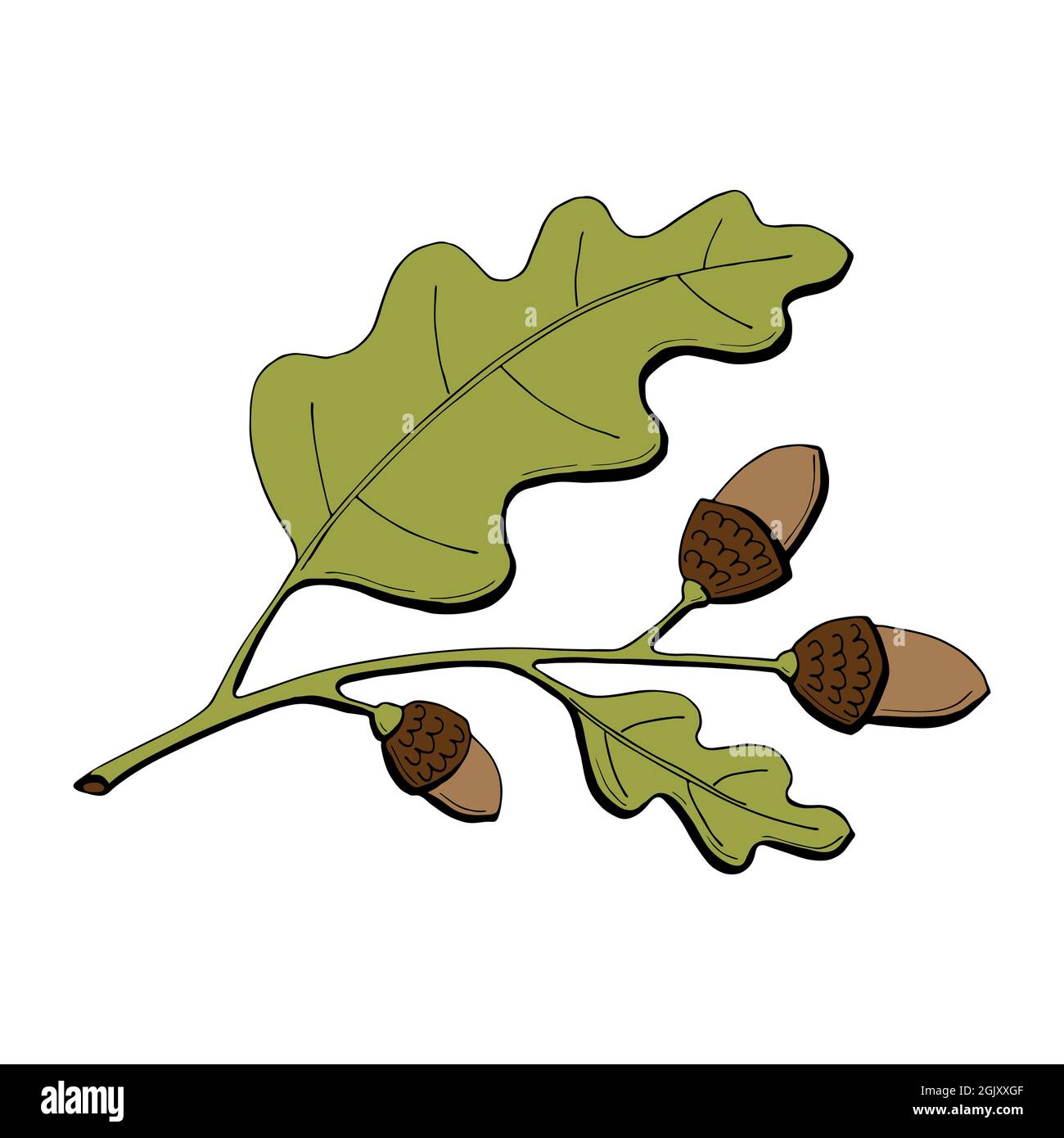 Eichenzweig Farbe Blätter und Eicheln. Handzeichnung, Kritzeln, Kontur. Herbstelemente. Herbsternte, saisonales Dekor. Für Etikett, Abzeichen, Abzeichen, saisonale Dekoration. Vektorgrafik Stock Vektor