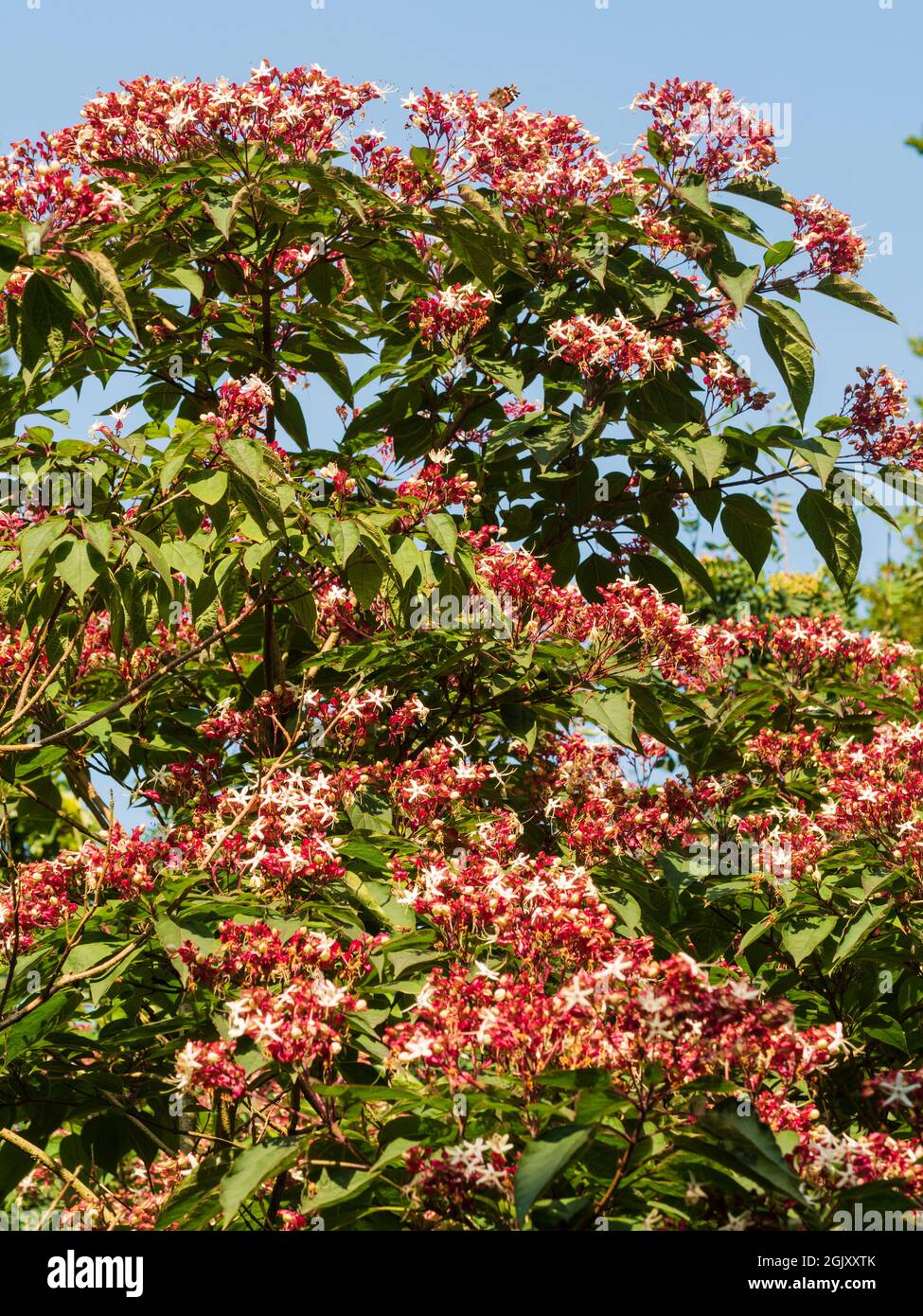 Serried Reihen der Spätsommerblumen des Harlekin glorybower Baum, Clerodendrum trichotomum var. fargesii Stockfoto