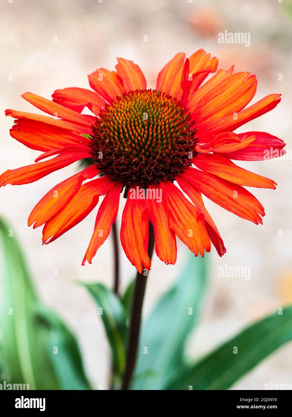 Nahaufnahme des zentralen Chefs der leuchtend rot-orangenen, winterharten Koneblume, Echinacea „Kismet Intense Orange“ Stockfoto