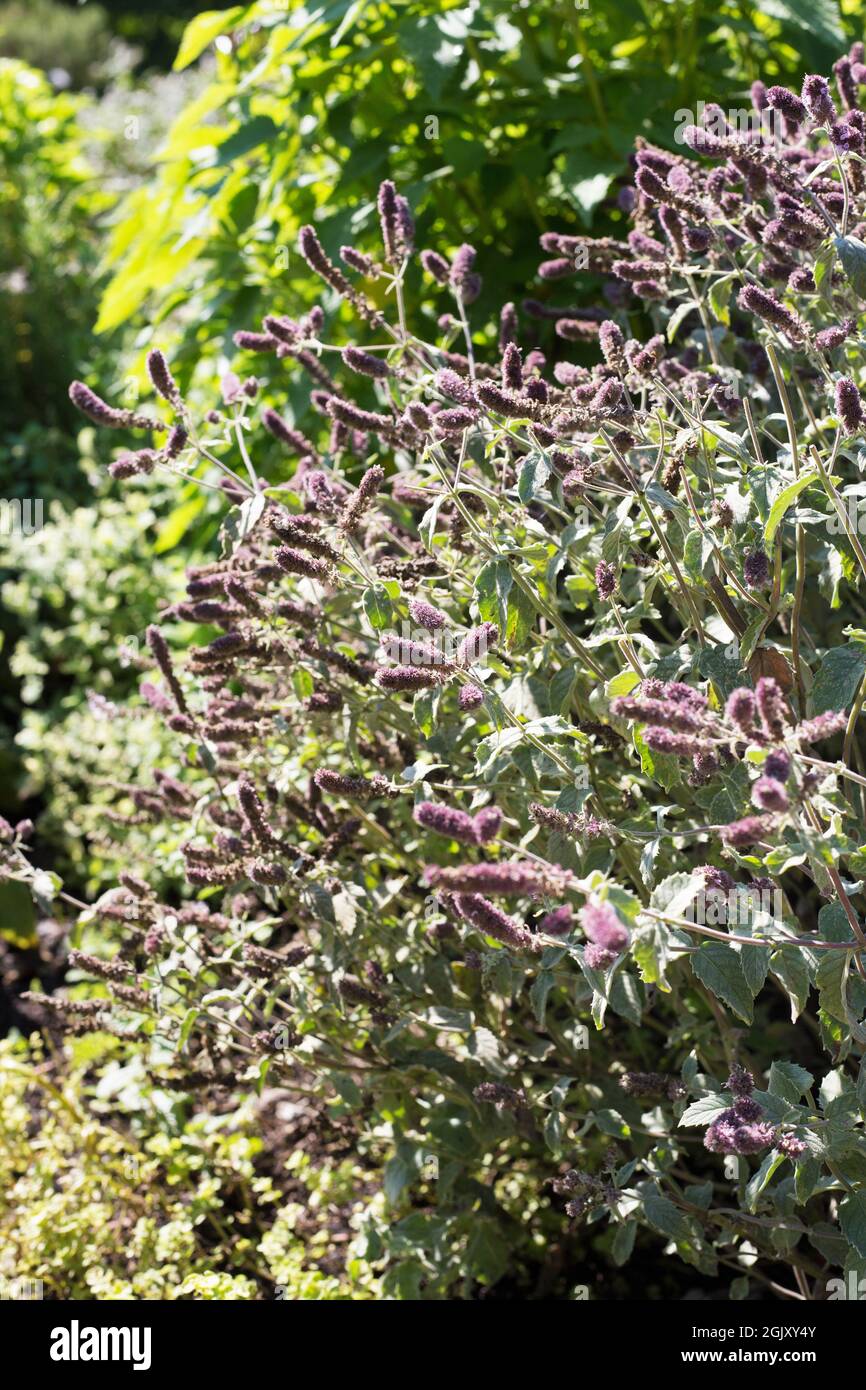 Silberne Blüte Stockfotos und -bilder Kaufen - Alamy