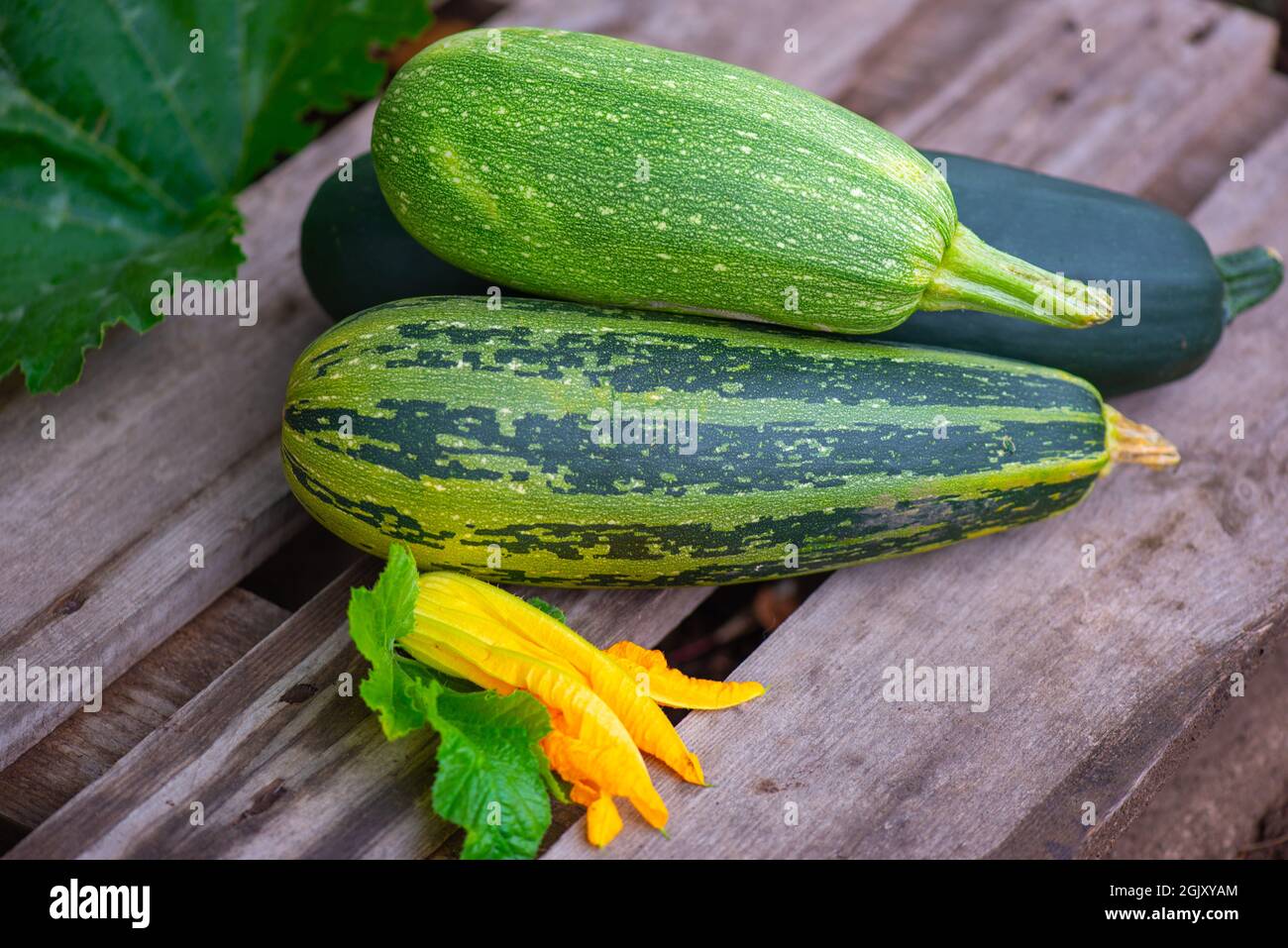 Drei Zucchini liegen auf einem Holzbrett Stockfoto