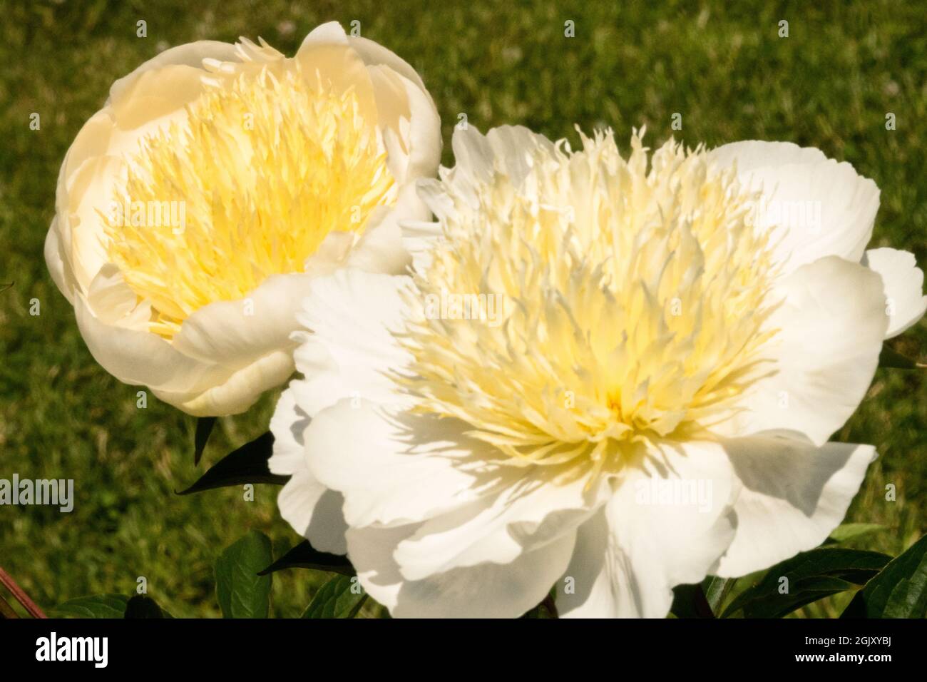 Weiße Blumen Pfingstrose 'Carrara' weiße Schützer, weiße Staminoden, umrandet mit gelben, weißen Stempeln Stockfoto