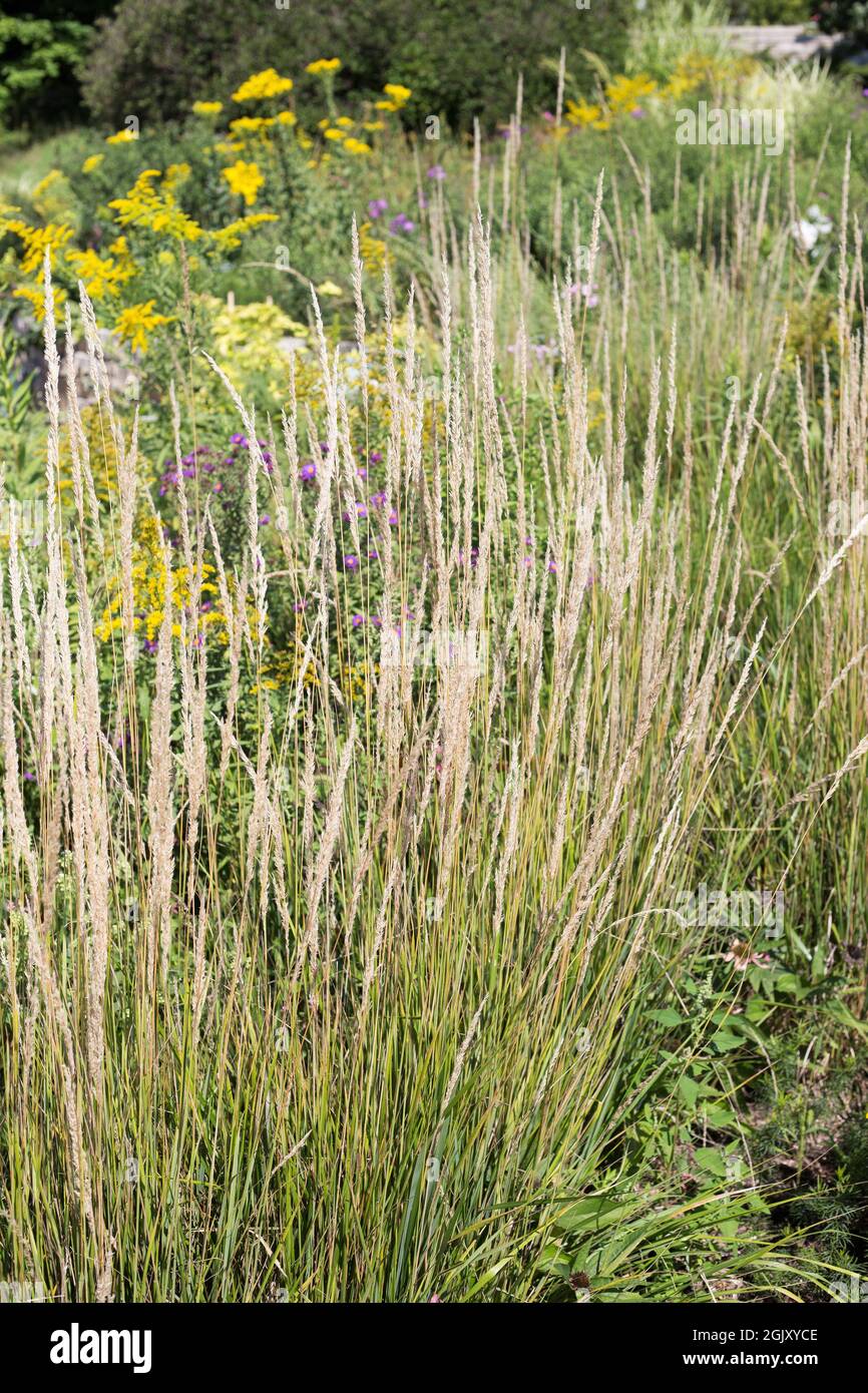 Calamagrostis x acutiflora 'Karl Foerster'-Federschilfgras. Stockfoto