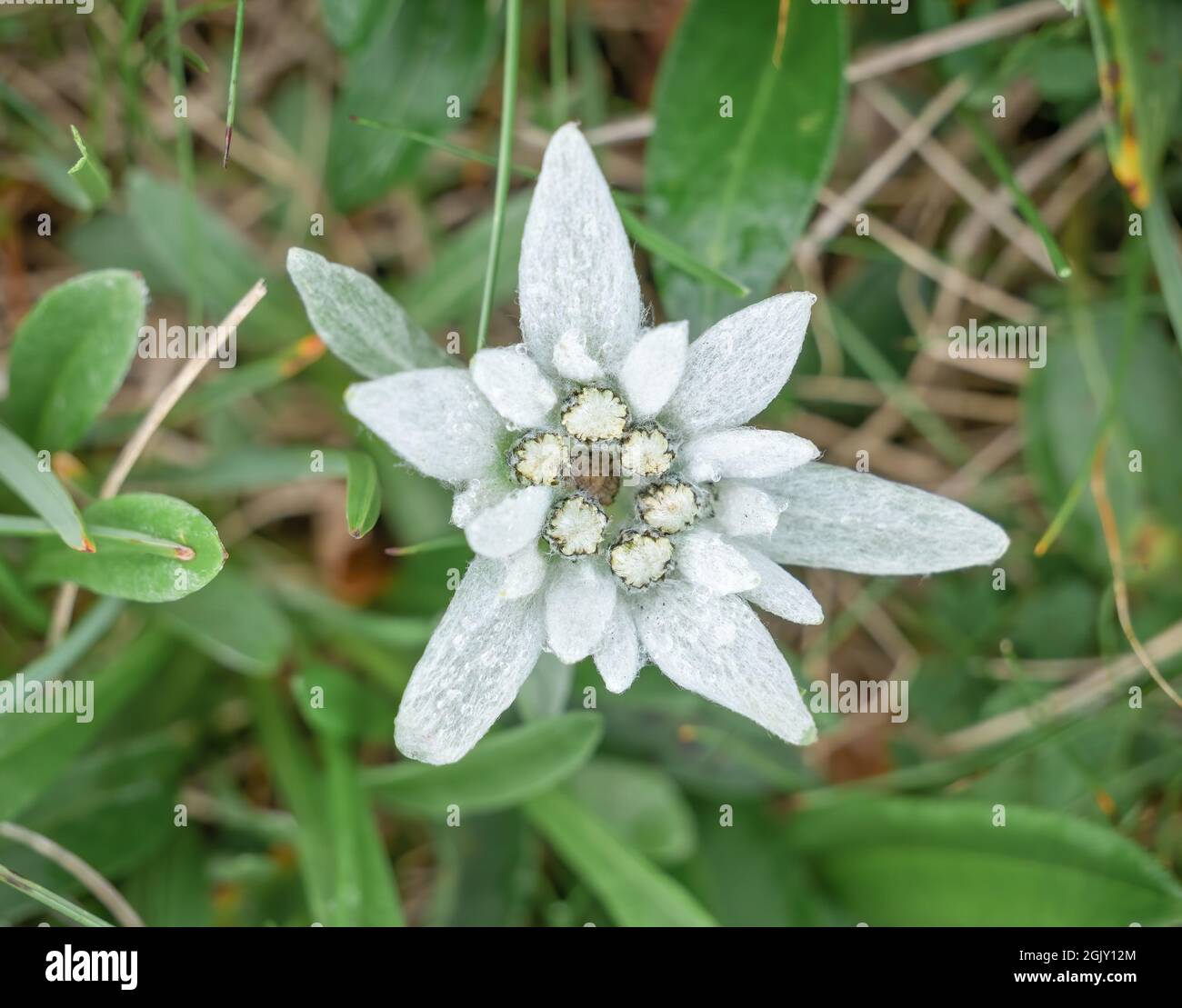 Eine einzelne, isolierte Bergblume Leontopodium alpinum (Gew) in den Bucegi-Bergen, Rumänien. Seltene geschützte Bergblume. Stockfoto