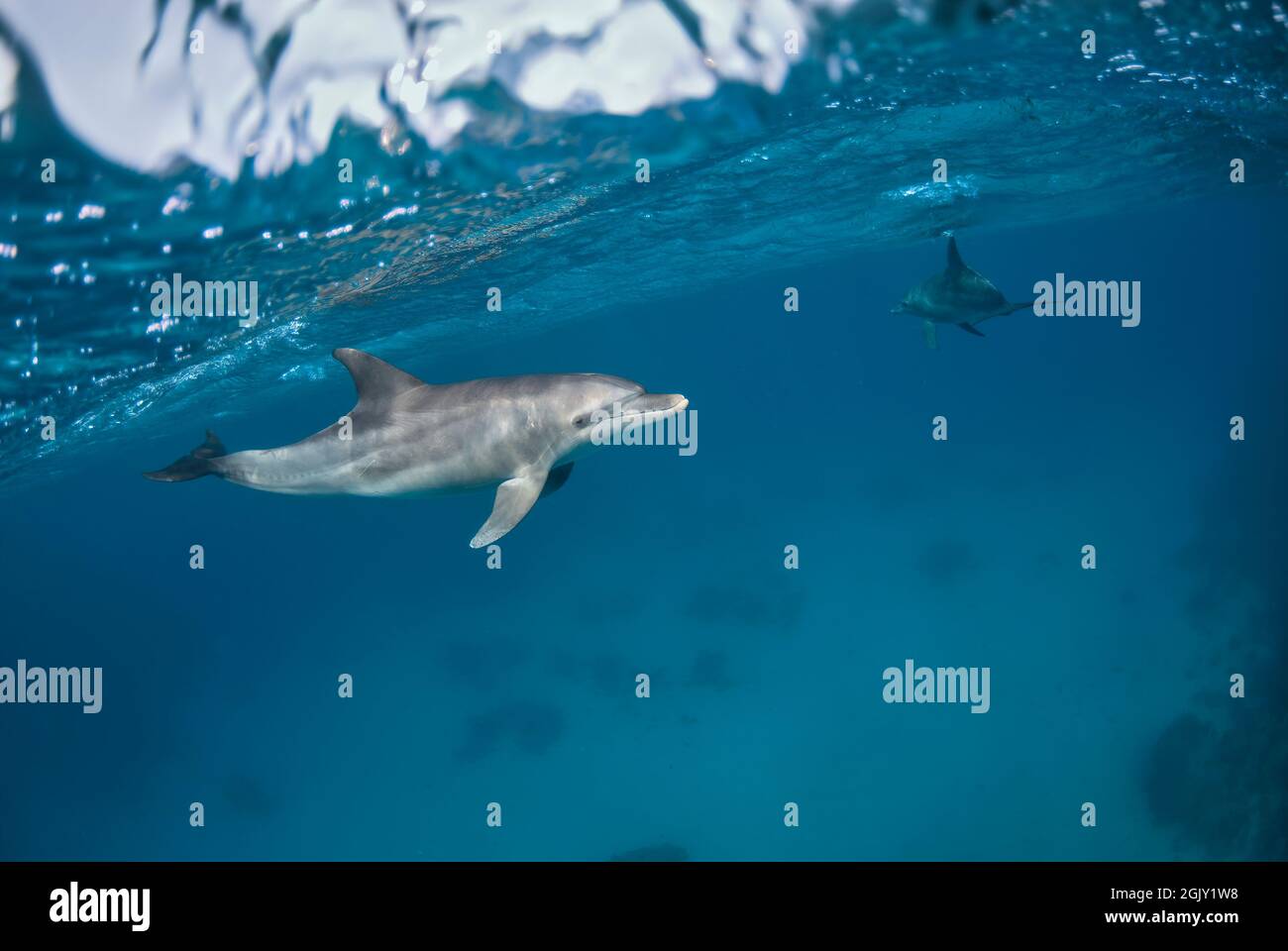 Indopazifische Tümmler (Tursiops aduncus), die unter der Meeresoberfläche in einem sandigen Grund schwimmen Stockfoto