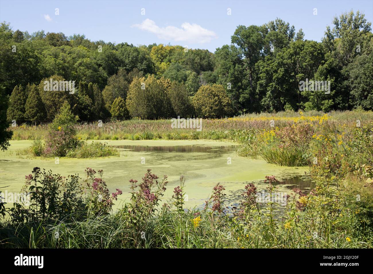 Ein Teich mit grünen Algen, umgeben von Wildblumen und Gräsern im September in Minnesota, USA. Stockfoto