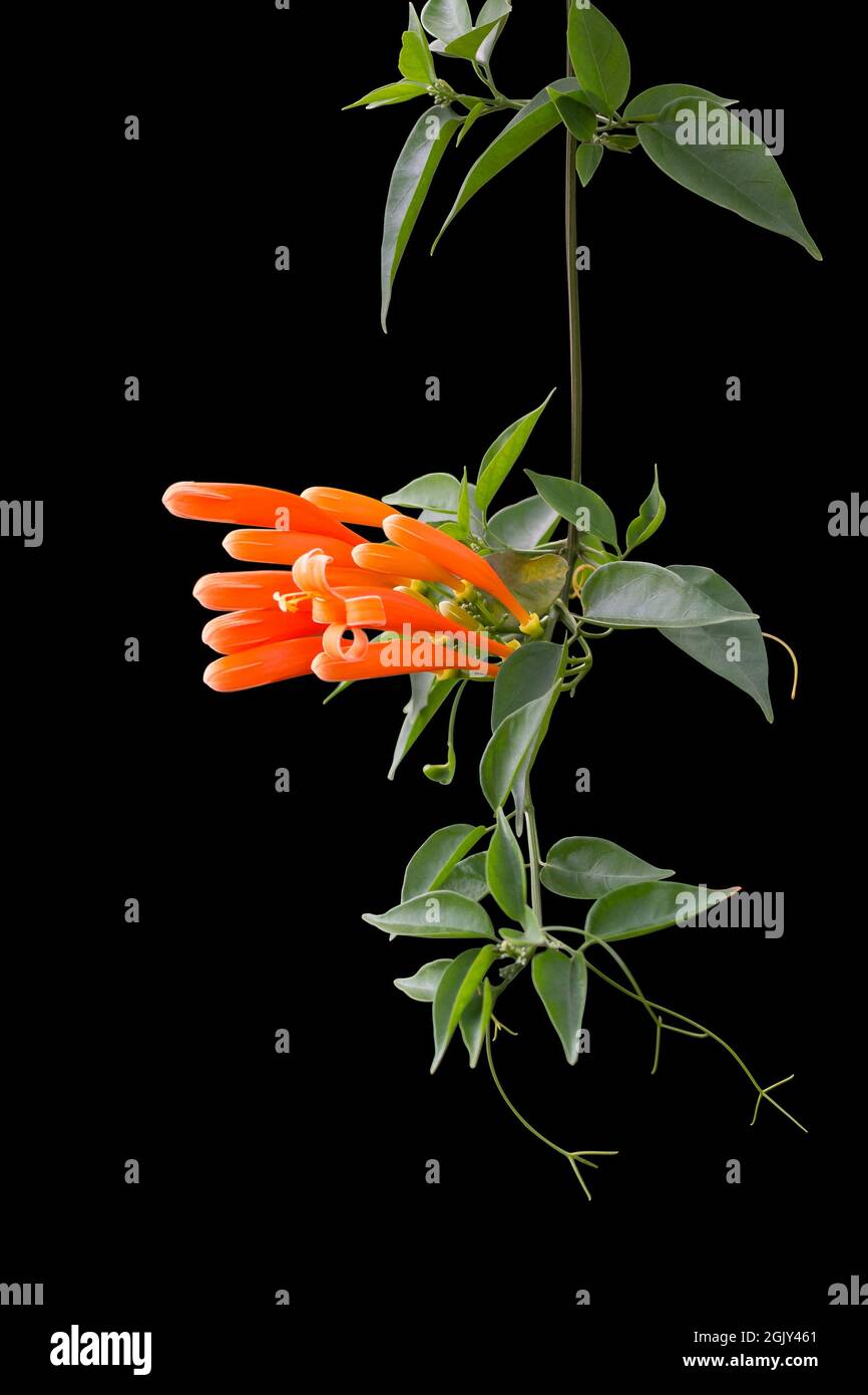 Orange Trompete Rebe oder Flamme Rebe Blume, Winter blühende Kletterer isoliert auf schwarzem Hintergrund Stockfoto
