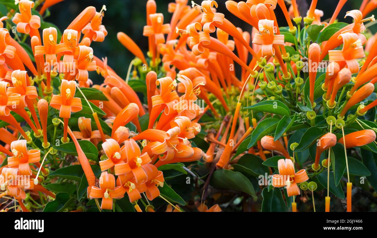 Orangefarbene Trompete- oder Flammenweinblumen, Nahaufnahme von winterblühenden Bergsteigern, aufgenommen auf geringer Schärfentiefe auf natürlichem Hintergrund Stockfoto