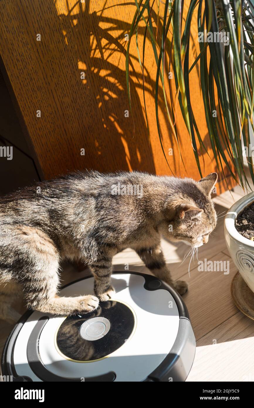 Neugierige Katze, die mit einem Roboter-Staubsauger interagiert. Moderner Haushalt im Alltag. Stockfoto