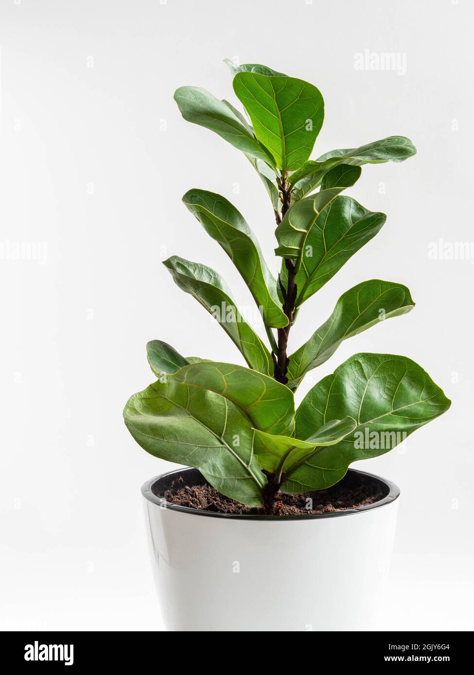 Ficus lirata bombino in weißem Topf auf weißem Hintergrund. Minimales Konzept für Zimmerpflanzen. Vorderansicht. Platz kopieren. Stockfoto