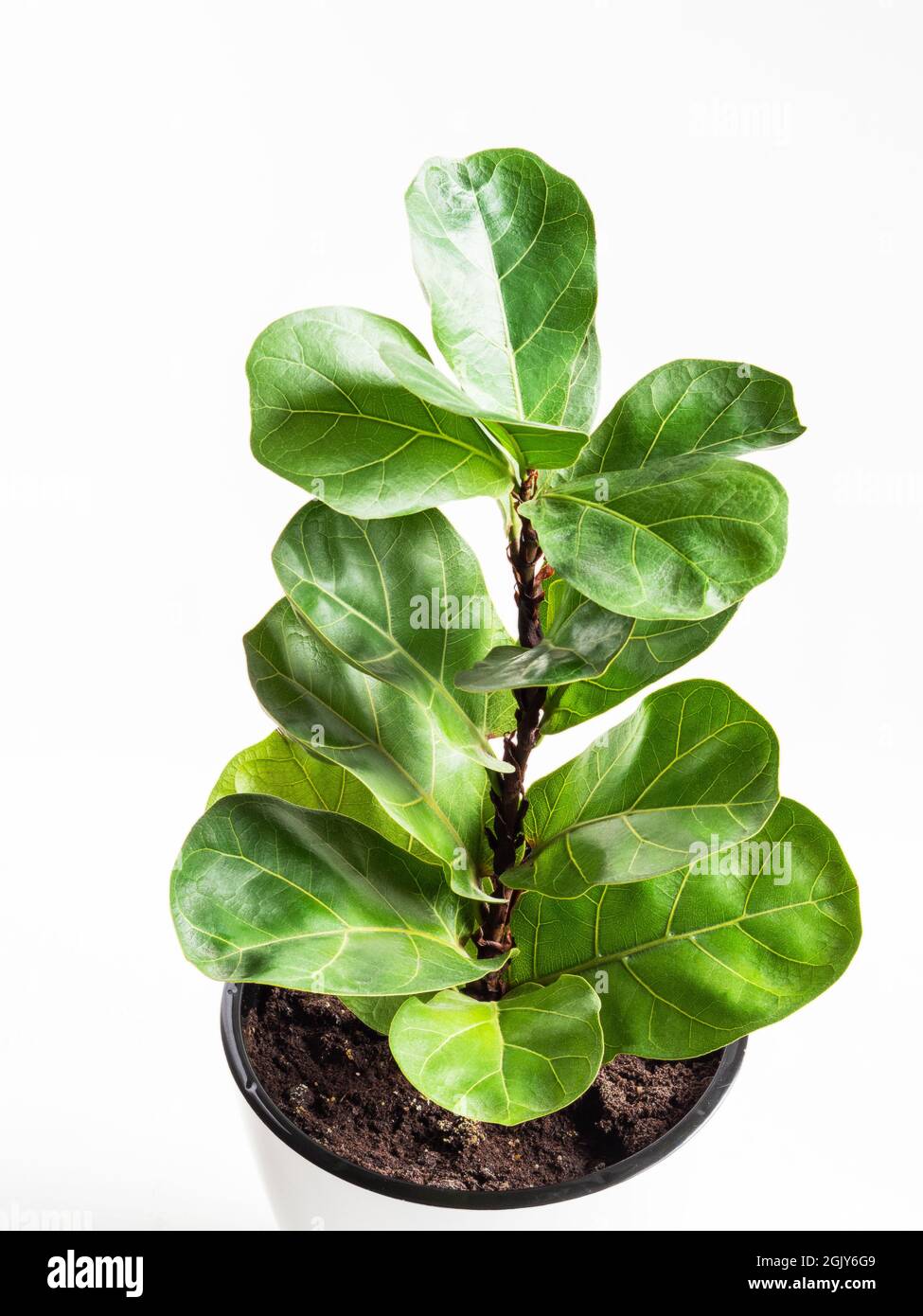 Ficus lirata bombino in weißem Topf auf weißem Hintergrund. Minimales Konzept für Zimmerpflanzen. Vorderansicht. Platz kopieren. Stockfoto
