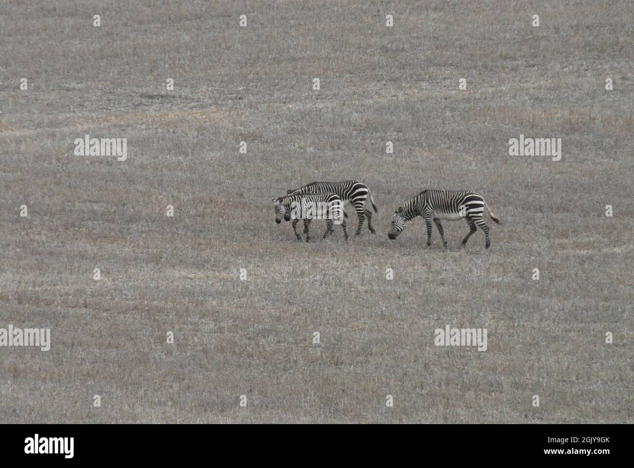 Ein Bild des Klimawandels von 3 Zebras, die in einem von Dürre heimgesuchten Feuchtgebiet im UNESCO-geschützten De Hoop Nature Reserve in Südafrika nach grünem Gras suchen. Stockfoto
