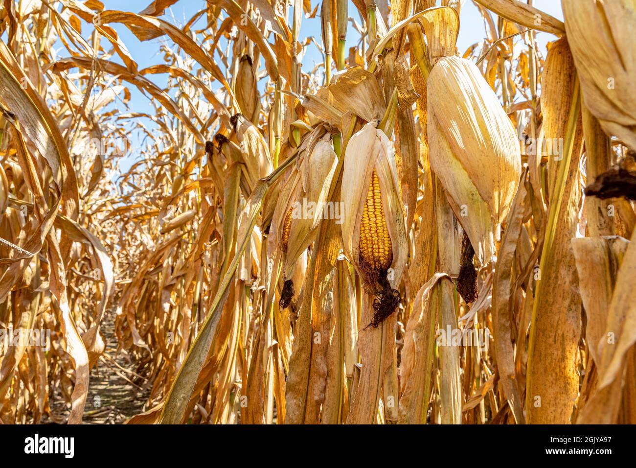 Ähre aus Mais im Maisfeld bereit für die Ernte. Erntezeit, Landwirtschaft, Landwirtschaft und Ethanol-Konzept. Stockfoto