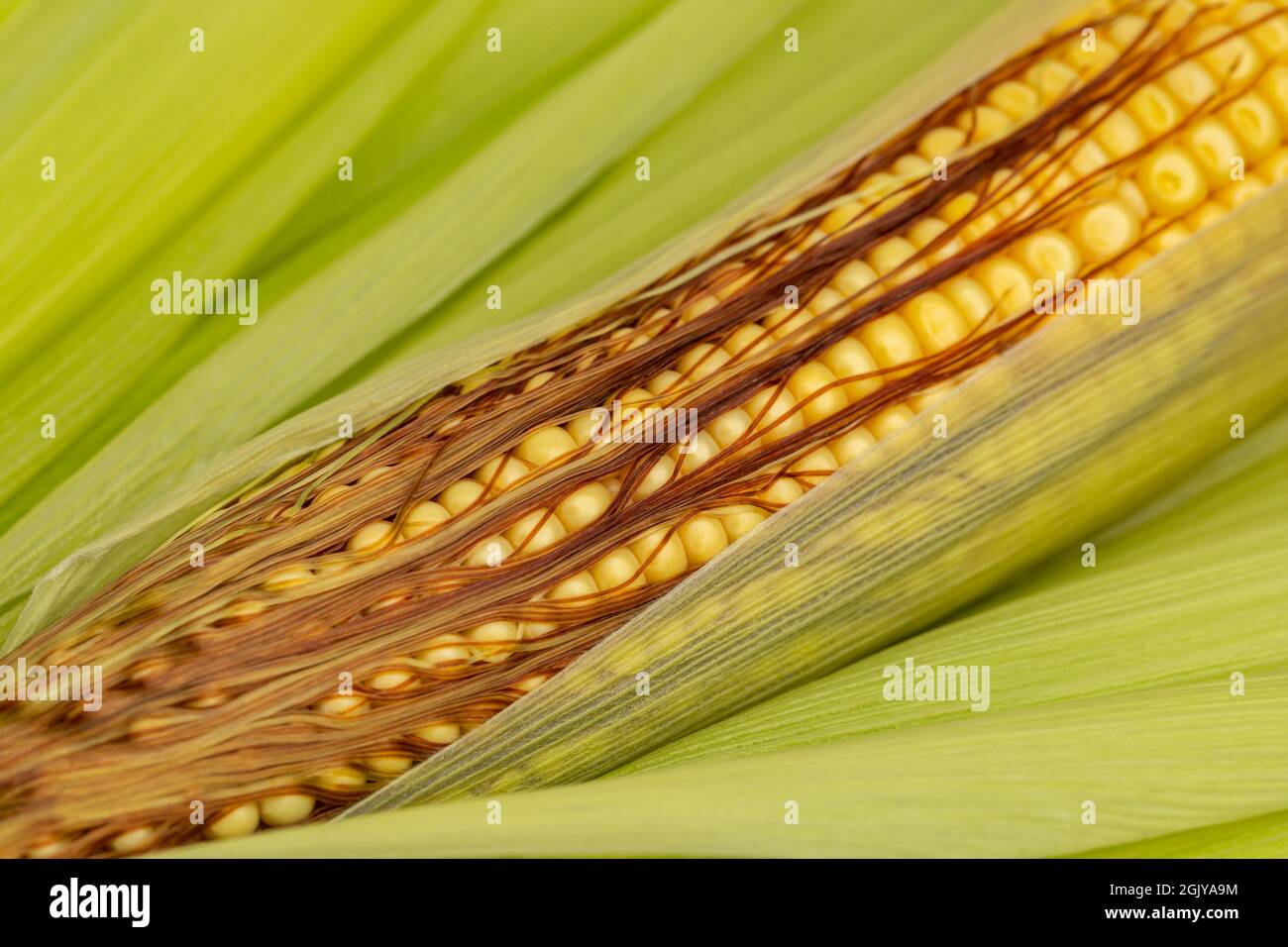 Maiskörner auf dem Ohr mit Seide. Kornfüllung, Wachstumsstufe und Kernset-Konzept Stockfoto
