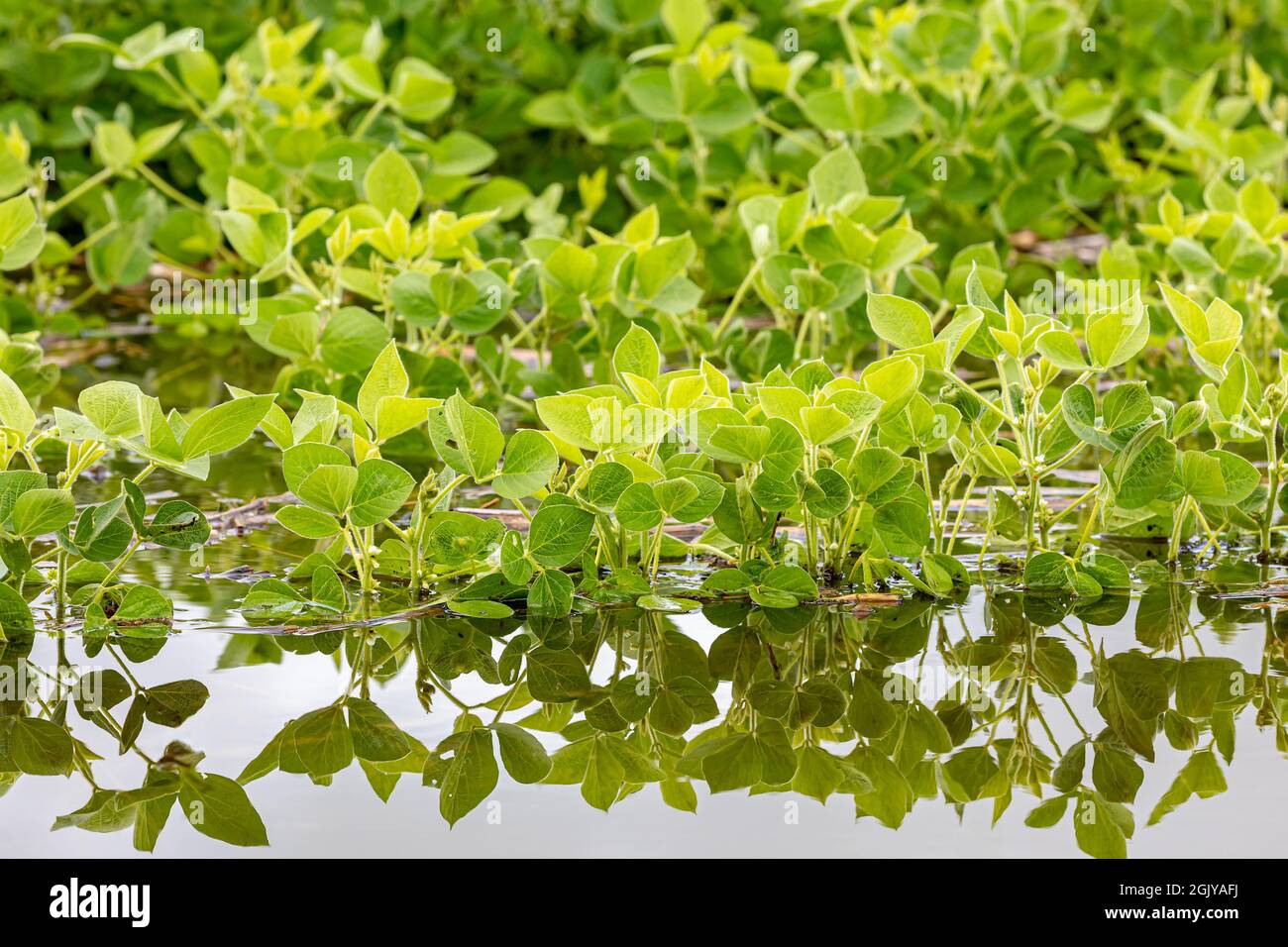 Sojabohnenpflanzen in überschwemmten Feldern. Konzept der Feldflutung, Ernteschäden und Ernteversicherung. Stockfoto