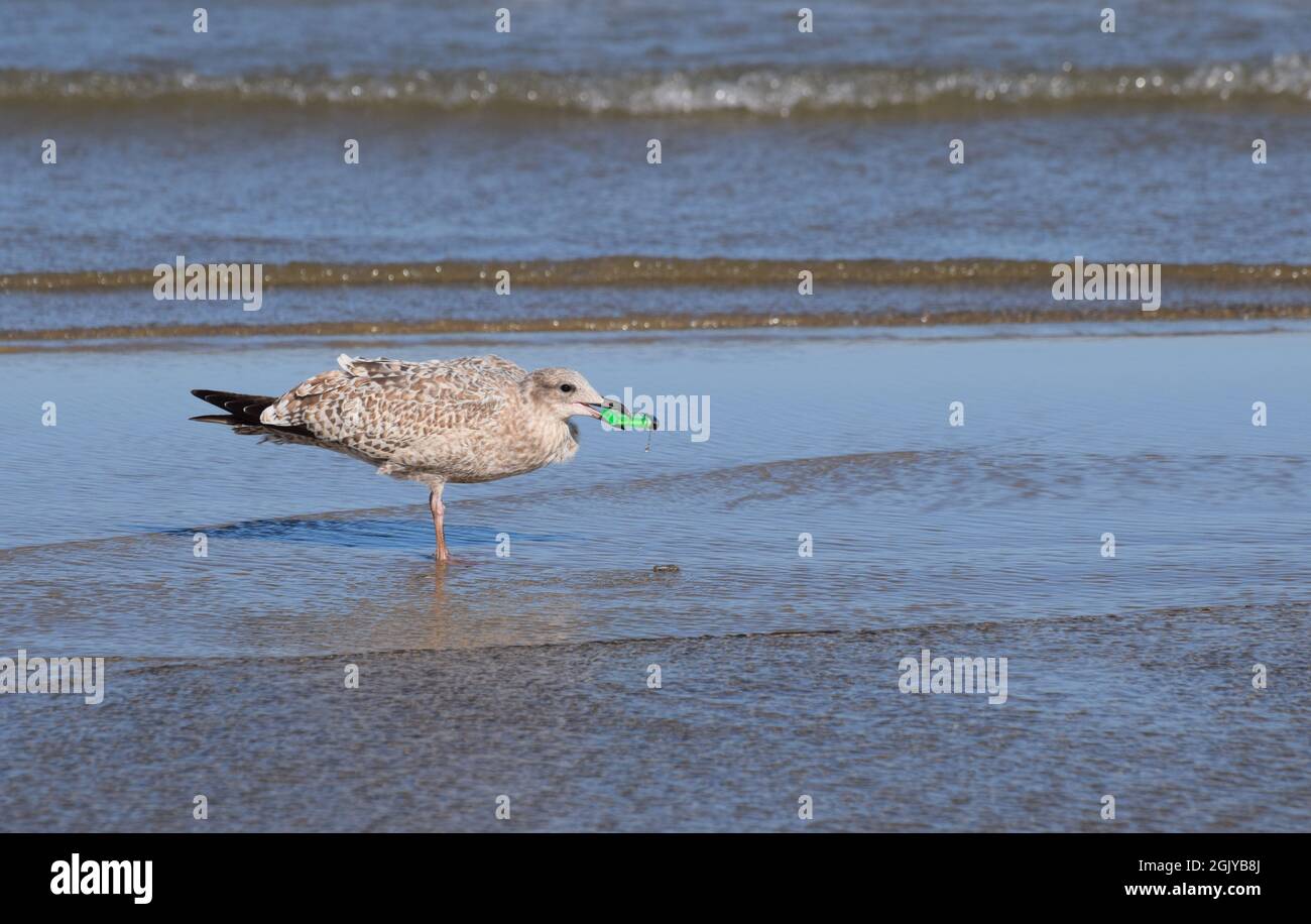 Ein Seevögelchen mit einem Einweg-Zigarettenanzünder aus Kunststoff im Schnabel, der in der seichten Brandung des Meeres an einem britischen Strand steht Stockfoto
