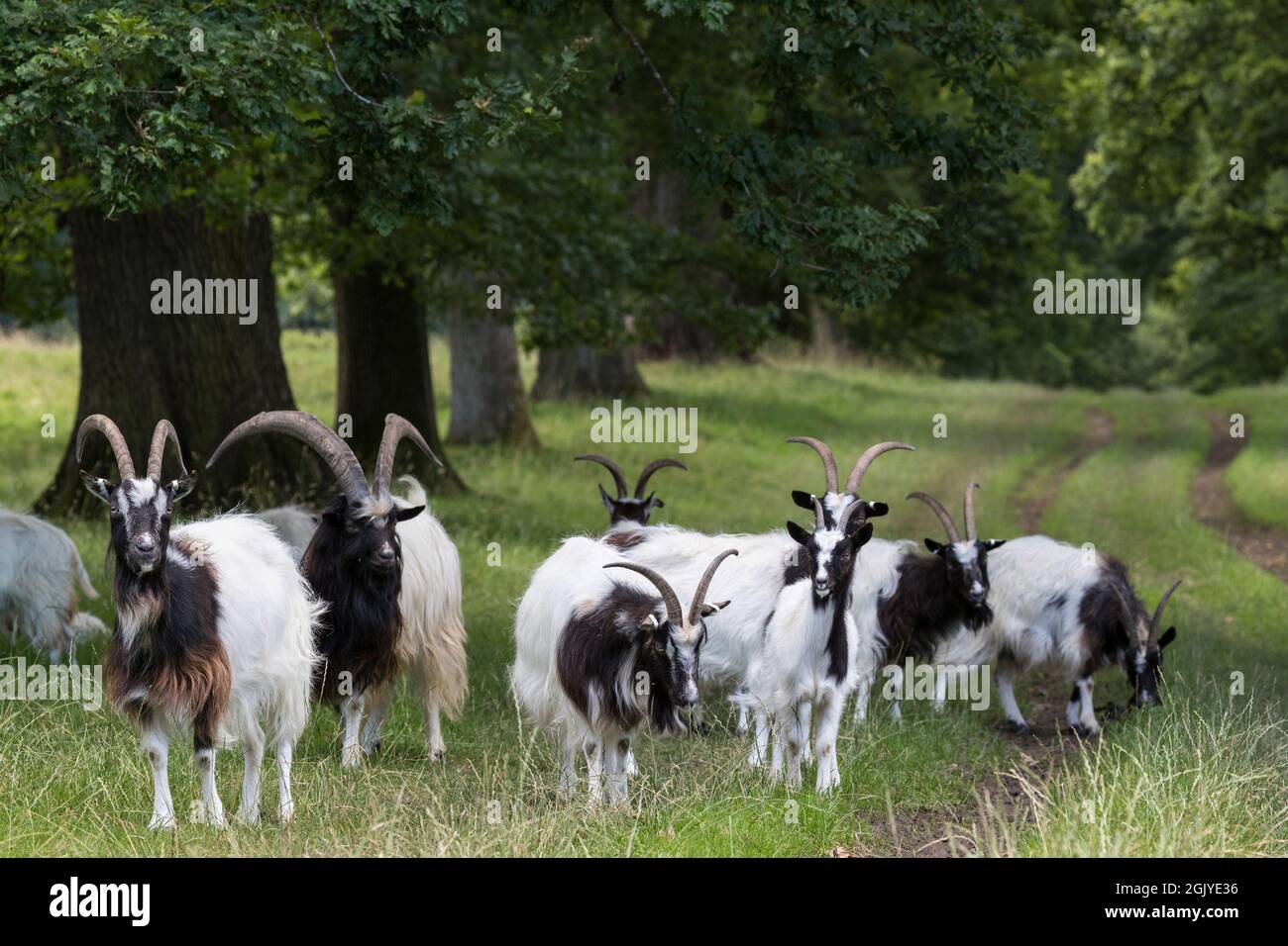 Bagot Goats (Capra aegagrus hircus), Levens Park, Cumbria, Großbritannien Stockfoto
