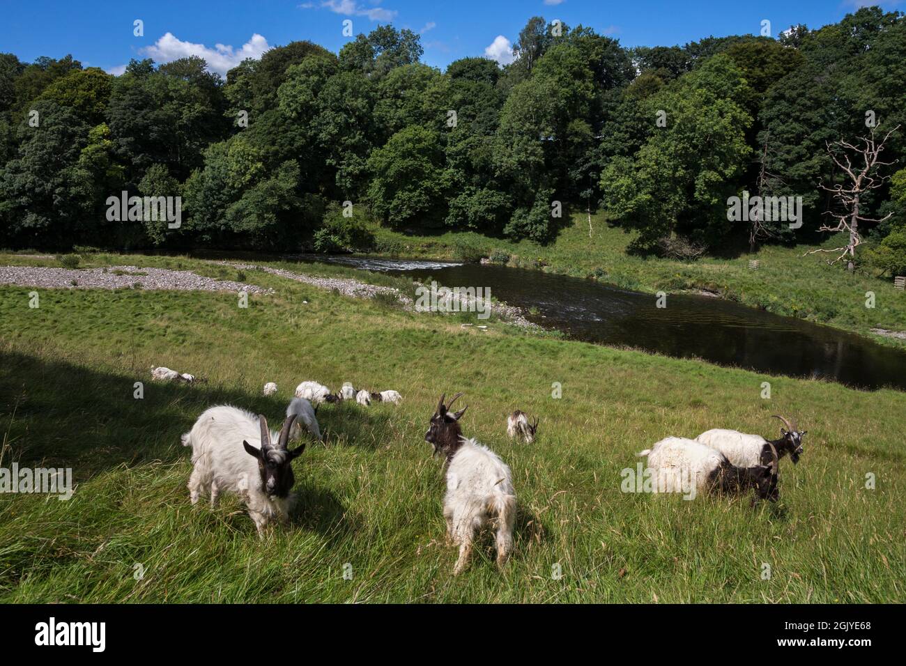 Bagot Goats (Capra aegagrus hircus), Levens Park, Cumbria, Großbritannien Stockfoto