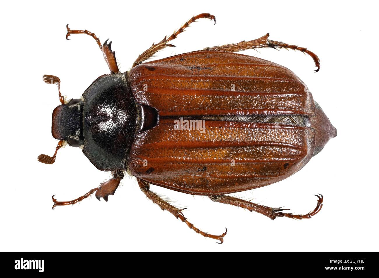 Gemeiner Hahnenkäfer (Melolontha melolontha) aus Rheinberg, Deutschland isoliert auf weißem Hintergrund Stockfoto