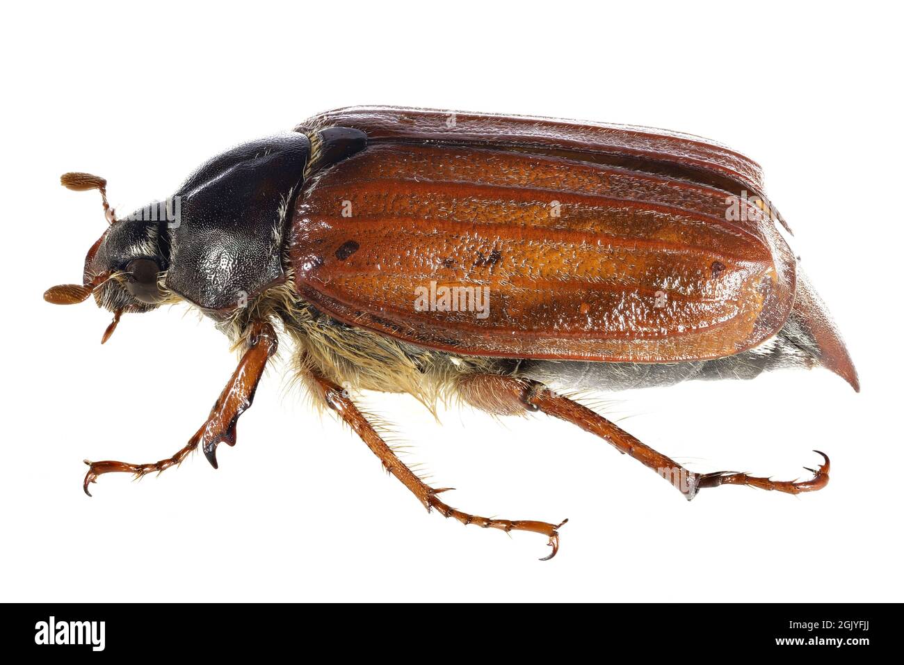 Gemeiner Hahnenkäfer (Melolontha melolontha) aus Rheinberg, Deutschland isoliert auf weißem Hintergrund Stockfoto