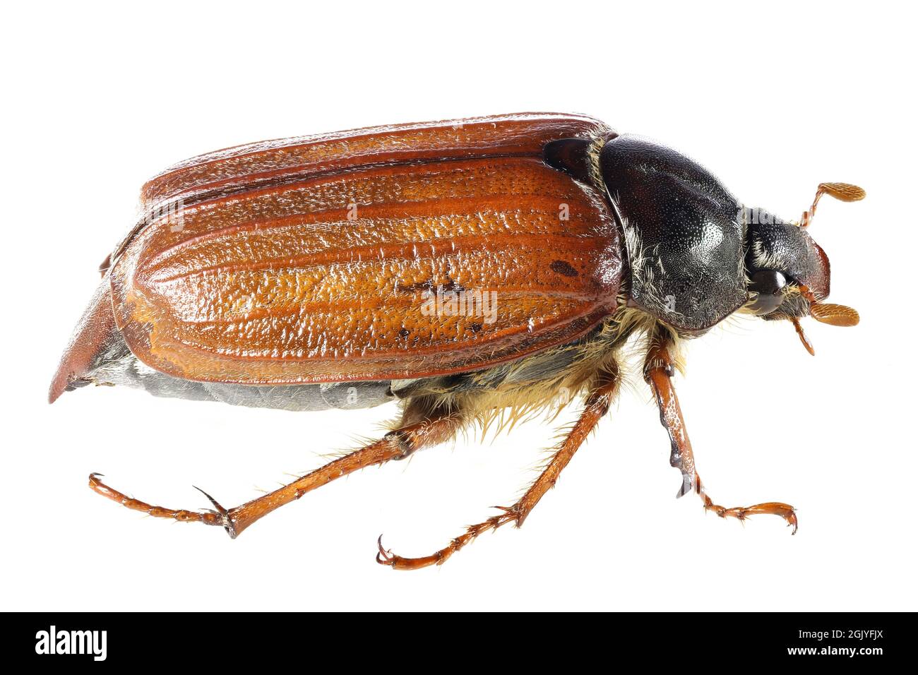 Gemeiner Hahnenkäfer (Melolontha melolontha) aus Rheinberg, Deutschland isoliert auf weißem Hintergrund Stockfoto