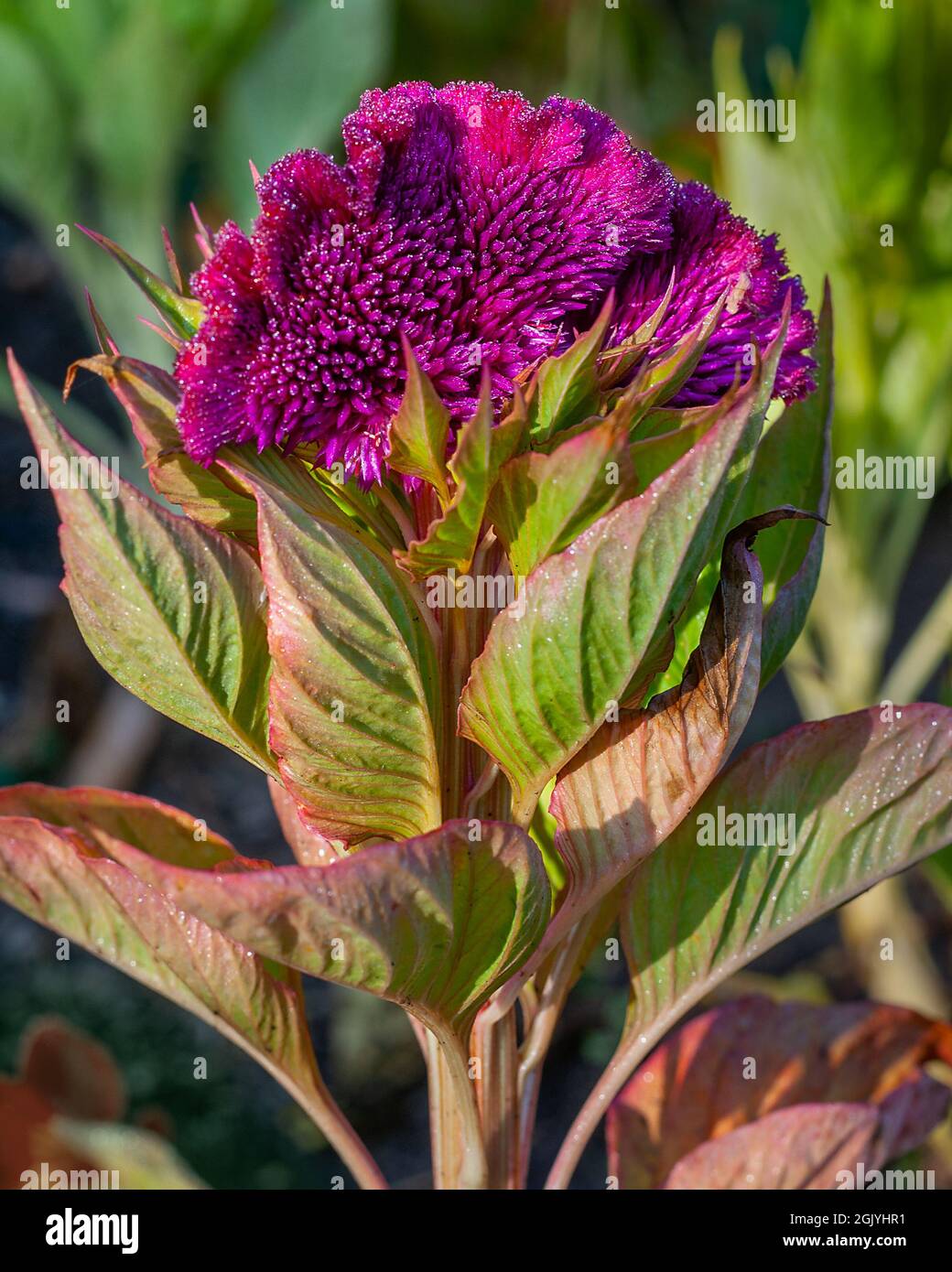 Cockscomb Blume, Celosia cristata im Garten Stockfoto