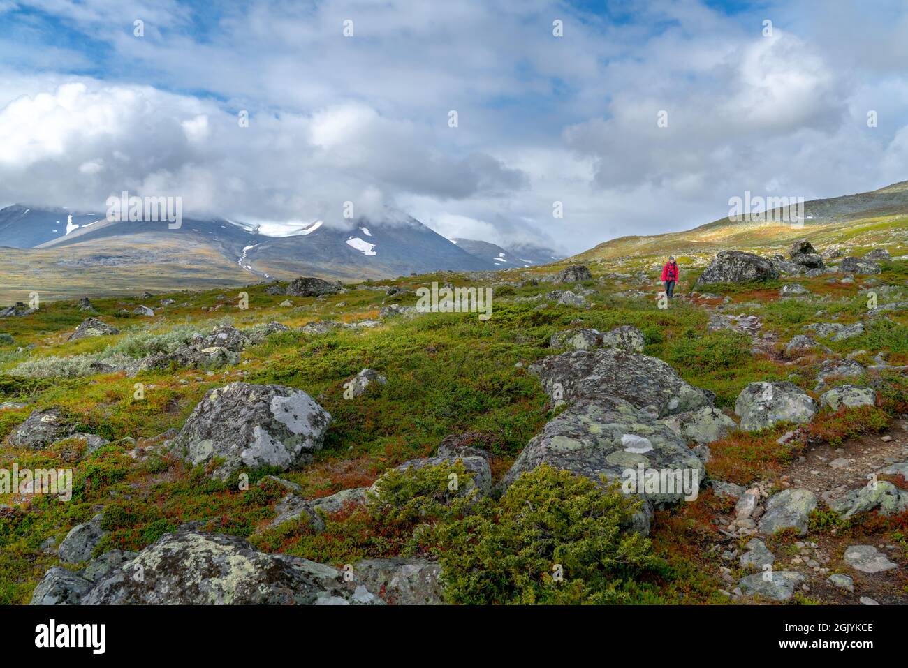 Weibliche Wanderin in roter Jacke, die an einem ziemlich schönen Tag in der Arktis durch abgelegenes arktisches Gelände in Schwedisch Lappland im Stora Sjofallet Nationalpark spaziert Stockfoto