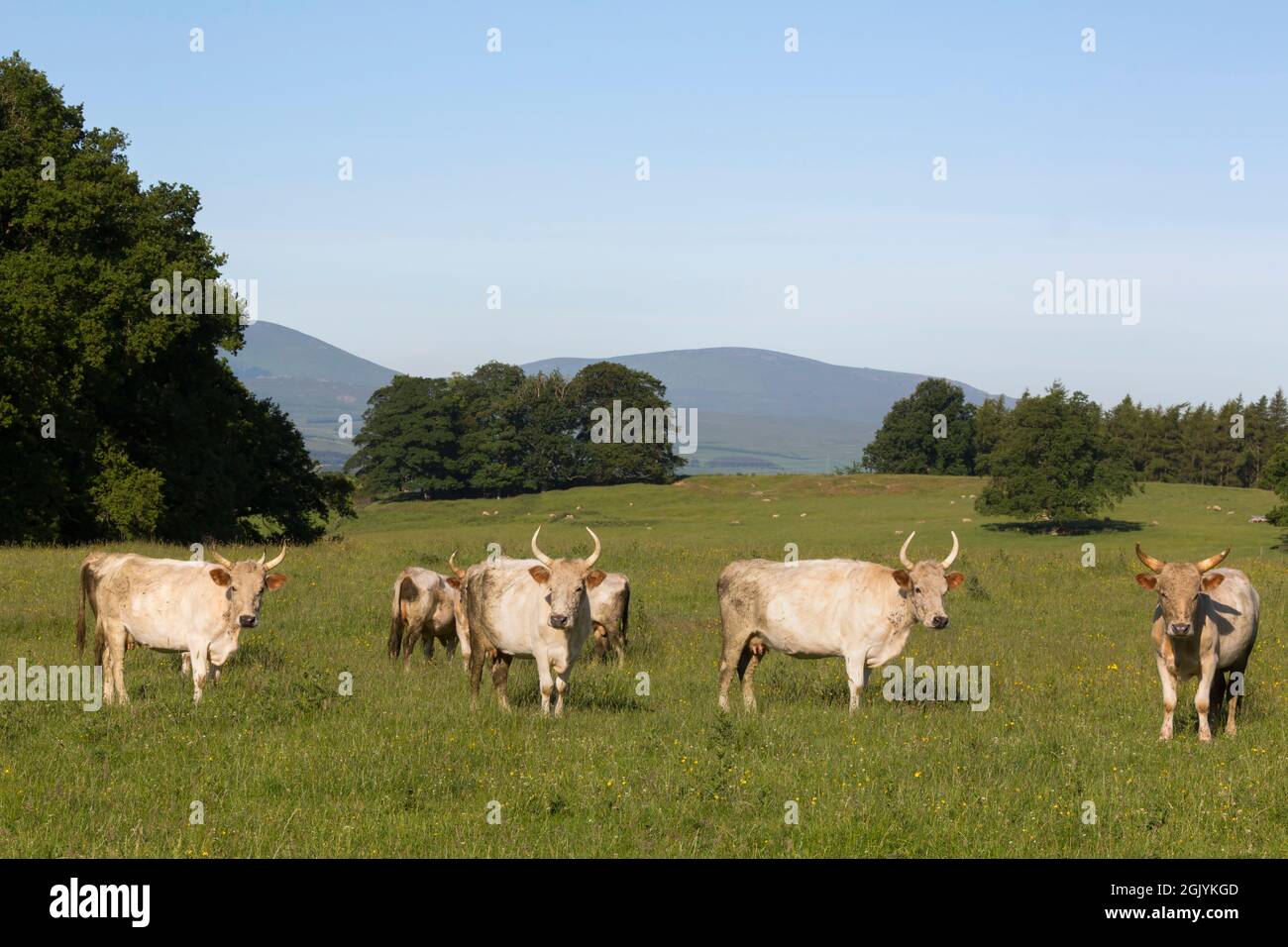 'Wild' weiße Chillingham Rinder, Chillingham Park, Northumberland, UK Stockfoto