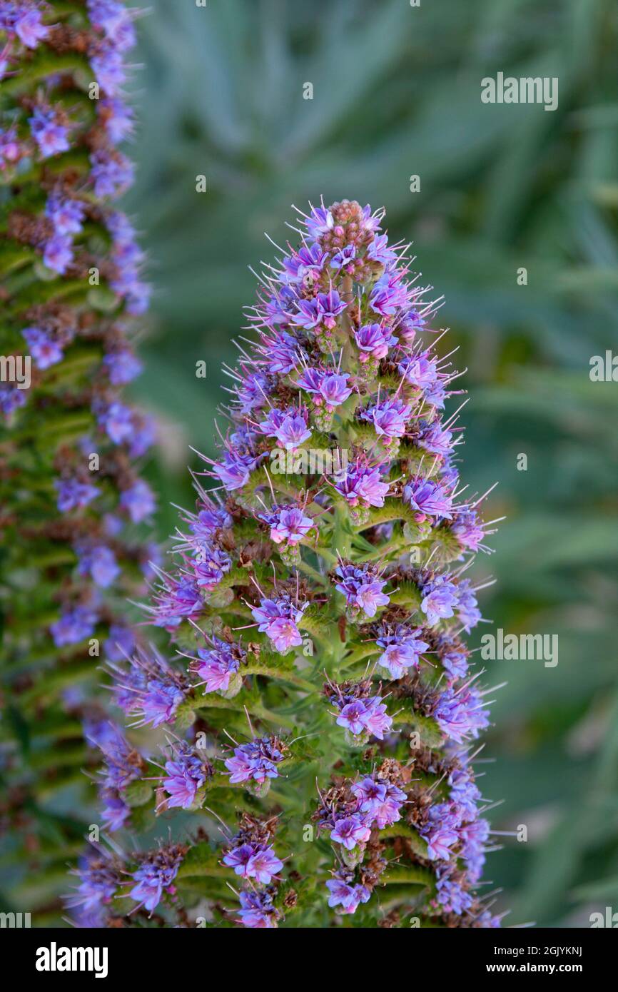 Stolz auf Madeira wächst in Monterey, Kalifornien Stockfoto