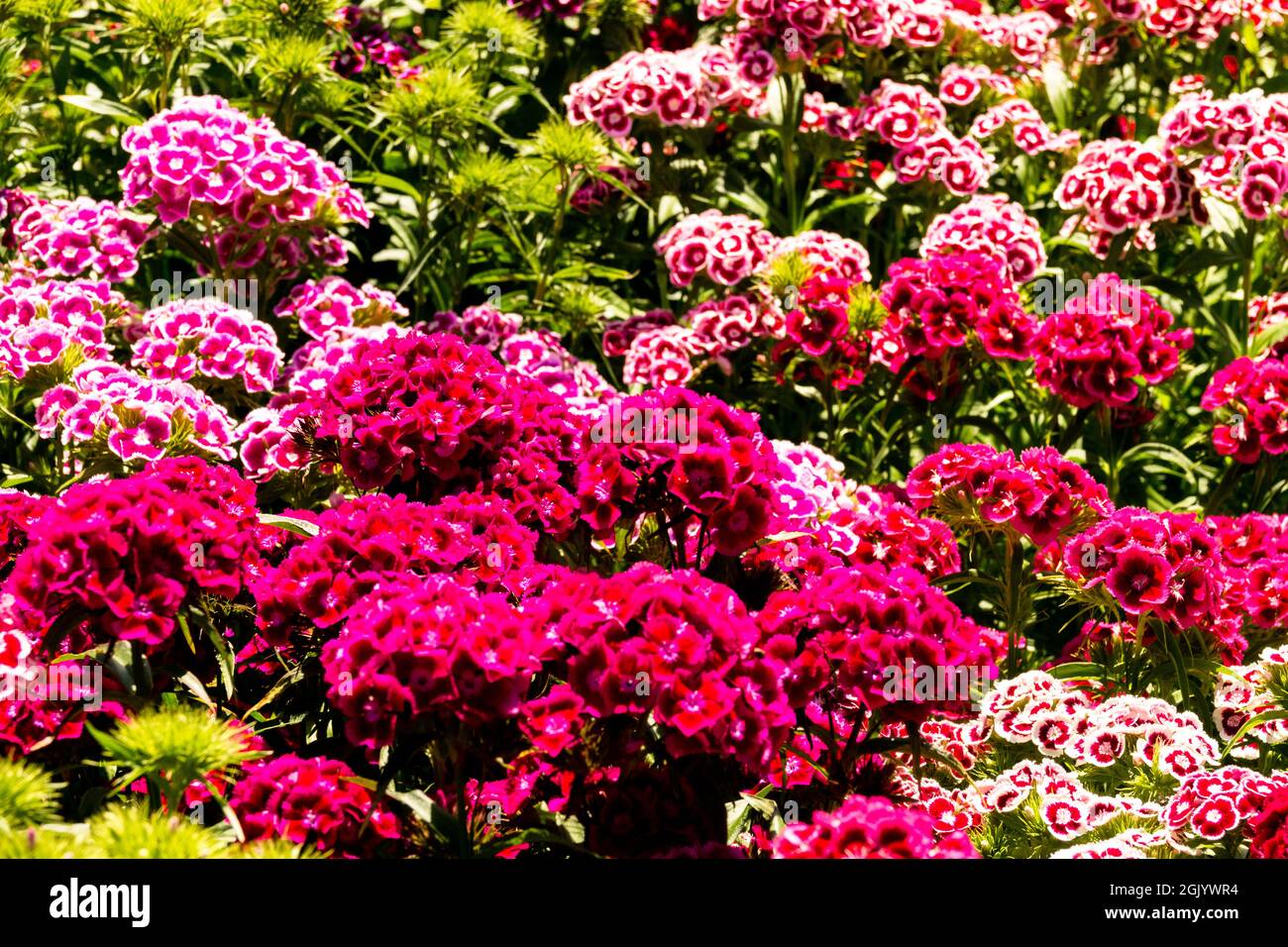 Rote Dianthus Süße William Bunte Krautige Mehrjährige Pflanze Stockfoto