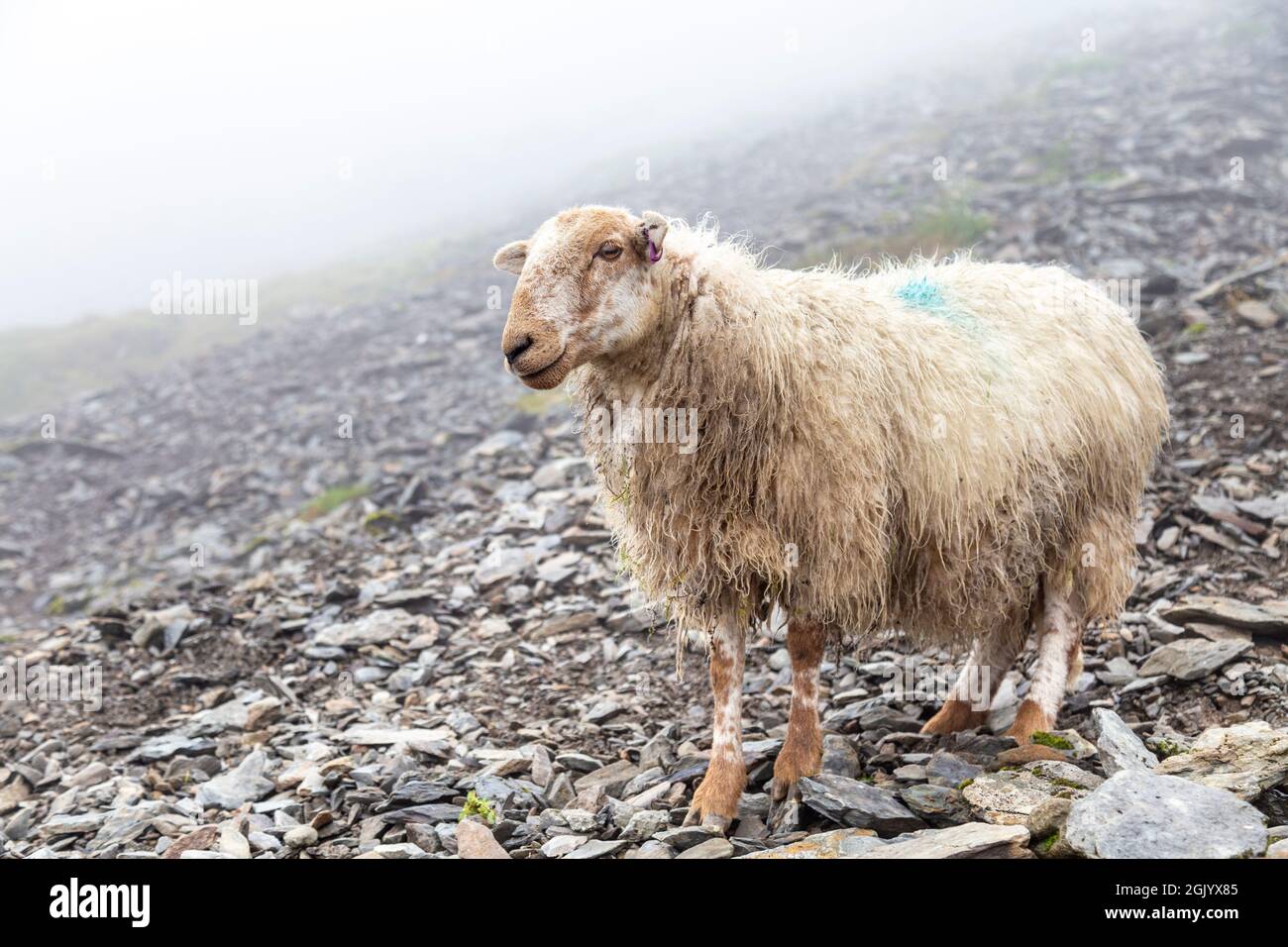 Schafe in den Bergen entlang des PYG Track zum Snowdon Summit, Snowdonia National Park, Wales, Großbritannien Stockfoto