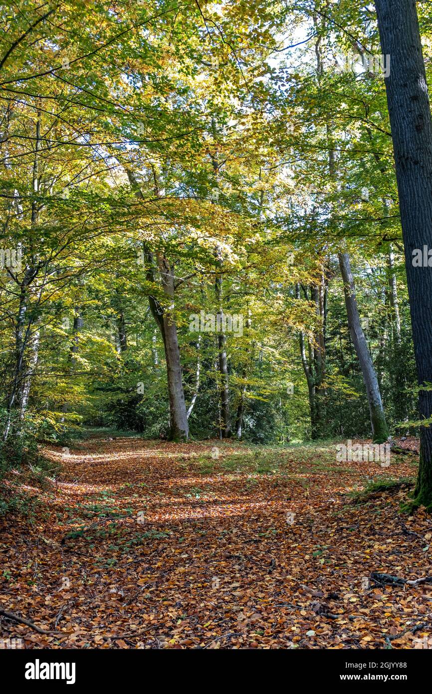 Herbst, Herbstwald. Natürlicher Weg zum Licht der Nachmittagssonne. Rote Blätter, romantische Stimmung. Stockfoto