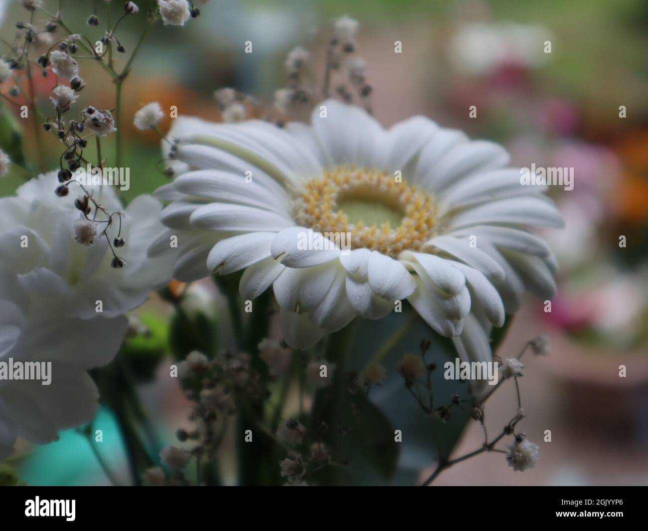 Nahaufnahme der weißen Gerbera transvaal Gänseblümchen geschnittene Blume mit Bokeh Hintergrund Stockfoto