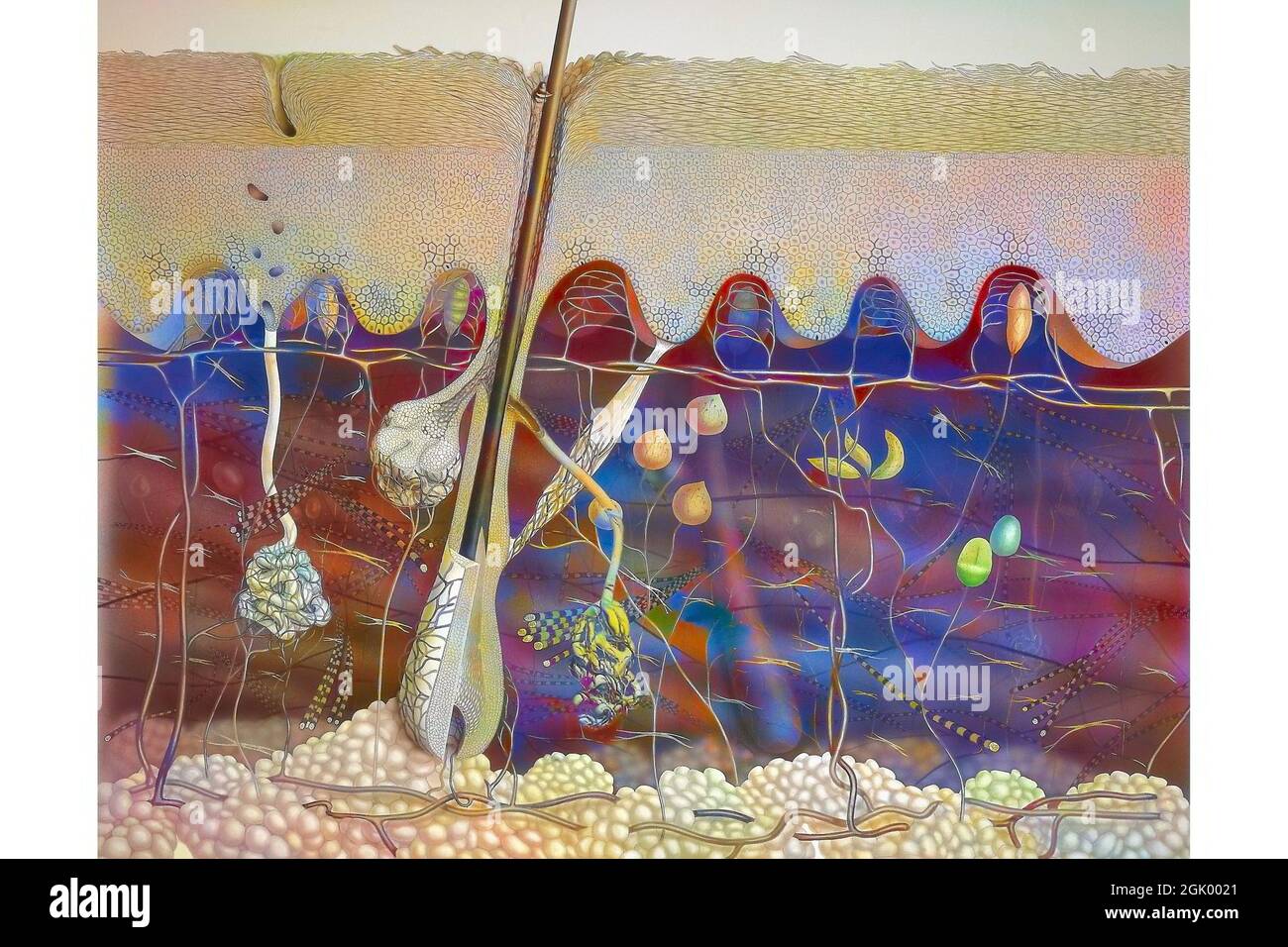 Epidermis, Dermis und Unterhaut mit unterschiedlichen Nervenenden, Talgdrüsen. . Stockfoto Epidermis, Dermis und Unterhaut mit unterschiedlichen Nervenenden, Talgdrüsen. . Stockfoto