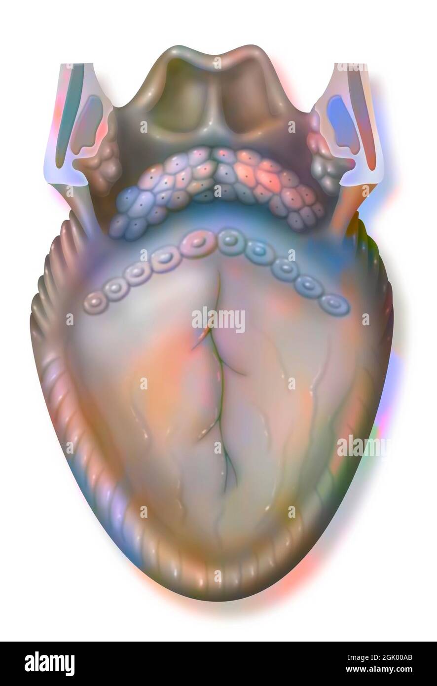 Anatomie der Zunge und der hinteren Strukturen (Pharyngeal): Kelch-Papillen. . Stockfoto